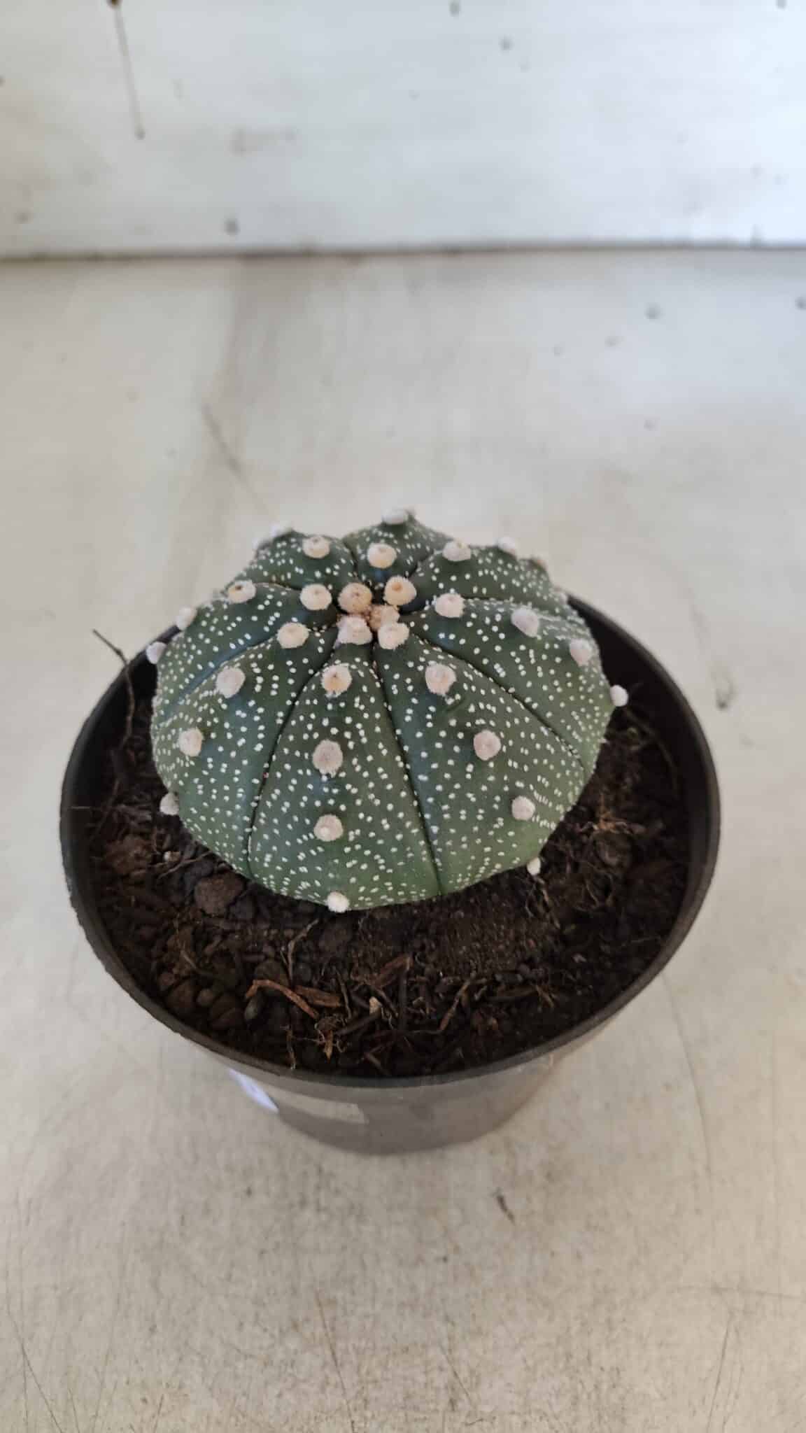 ASTROPHYTUM ASTERIAS Nº 852 – vaso 11