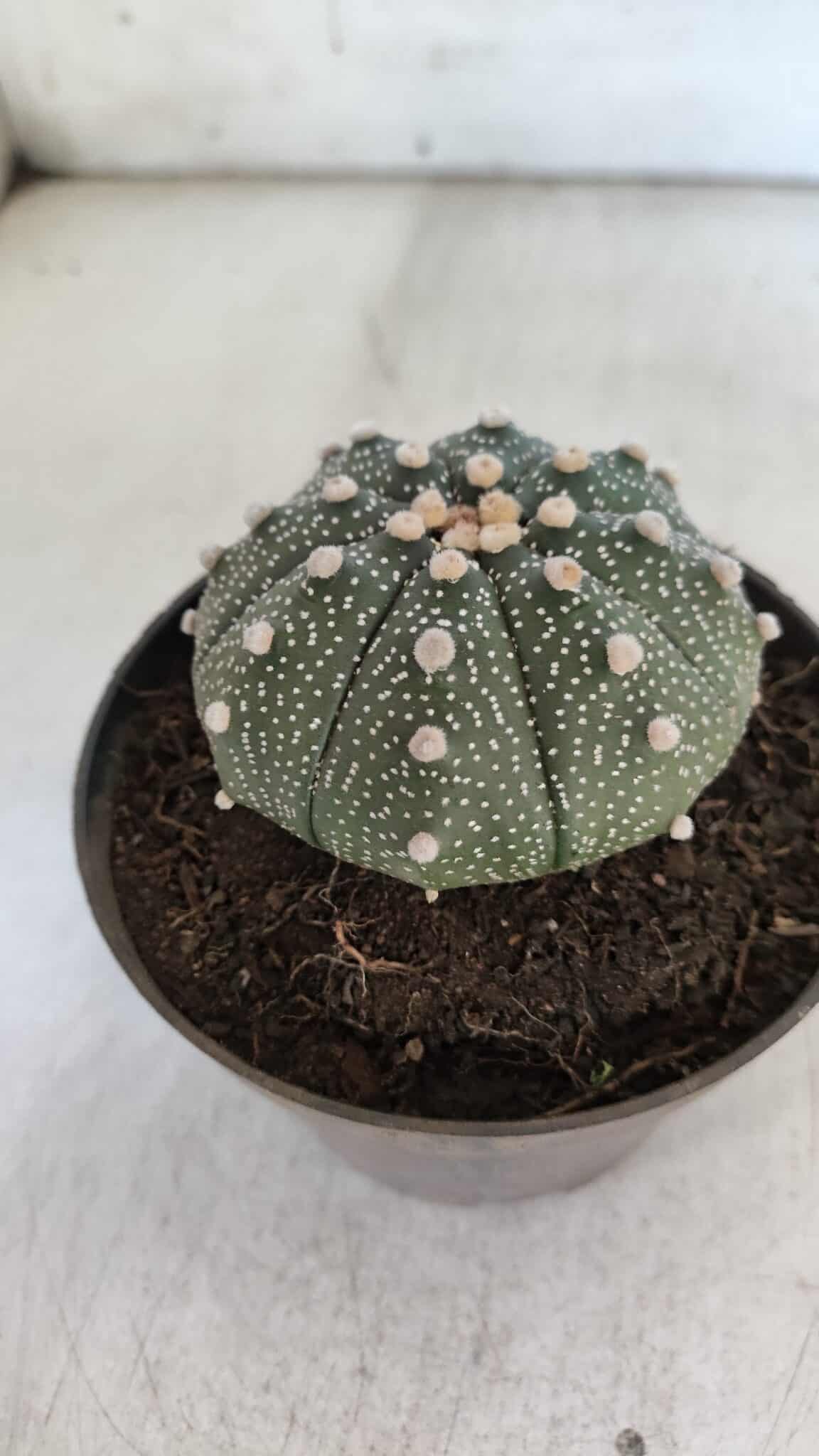 ASTROPHYTUM ASTERIAS Nº 852 – vaso 11