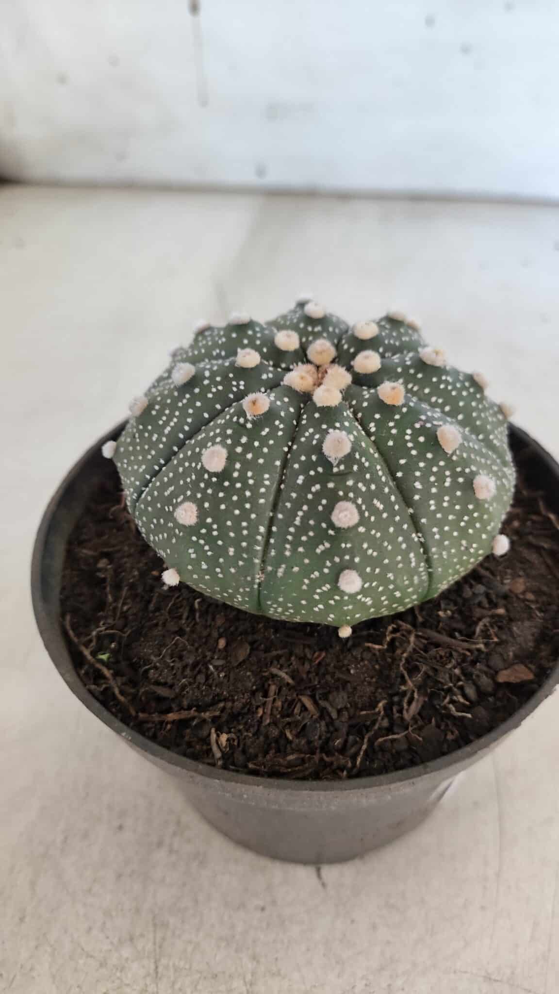 ASTROPHYTUM ASTERIAS Nº 852 – vaso 11