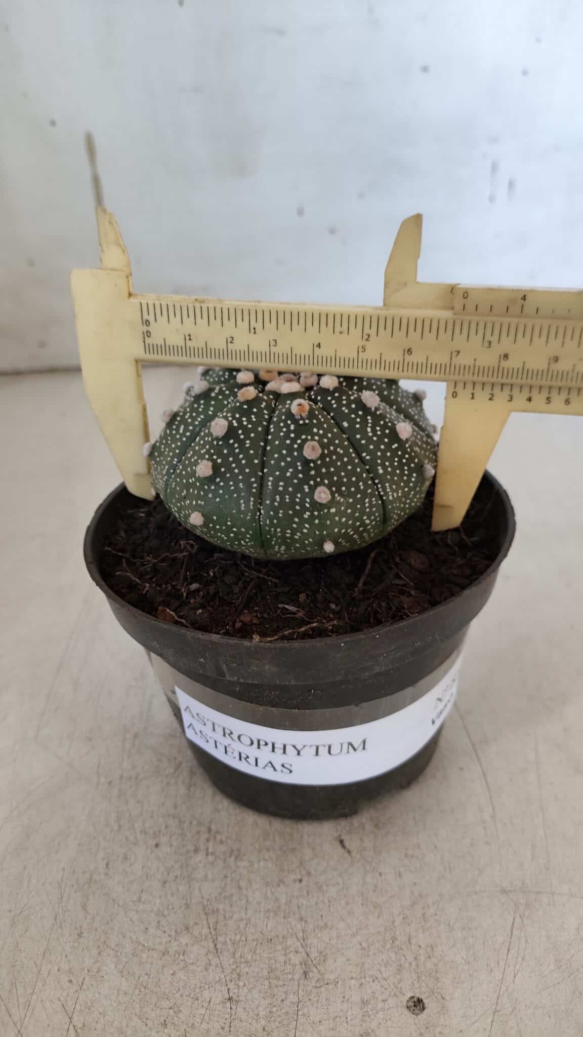 ASTROPHYTUM ASTERIAS Nº 852 – vaso 11