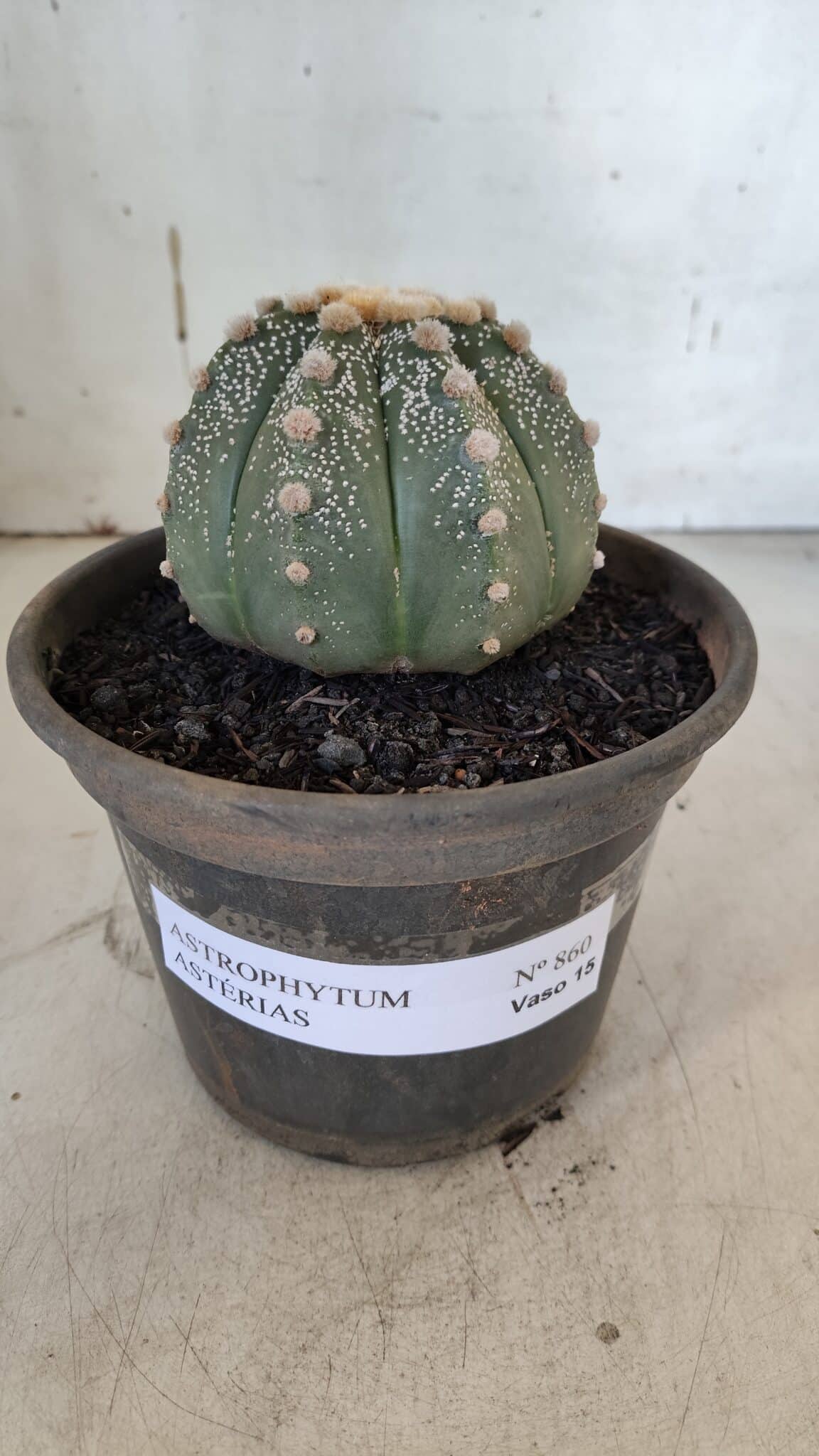 ASTROPHYTUM ASTERIAS Nº 860 – vaso 15