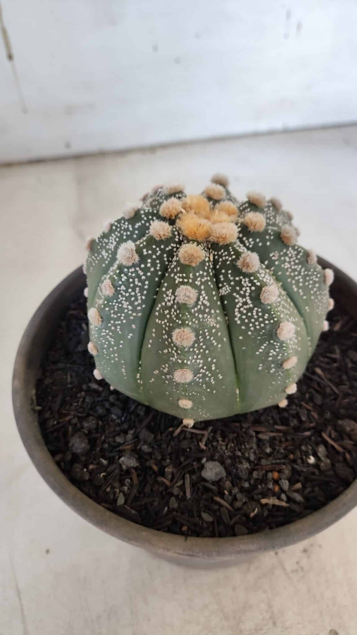 ASTROPHYTUM ASTERIAS Nº 860 – vaso 15