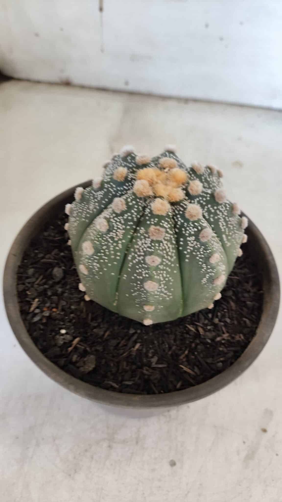 ASTROPHYTUM ASTERIAS Nº 860 – vaso 15