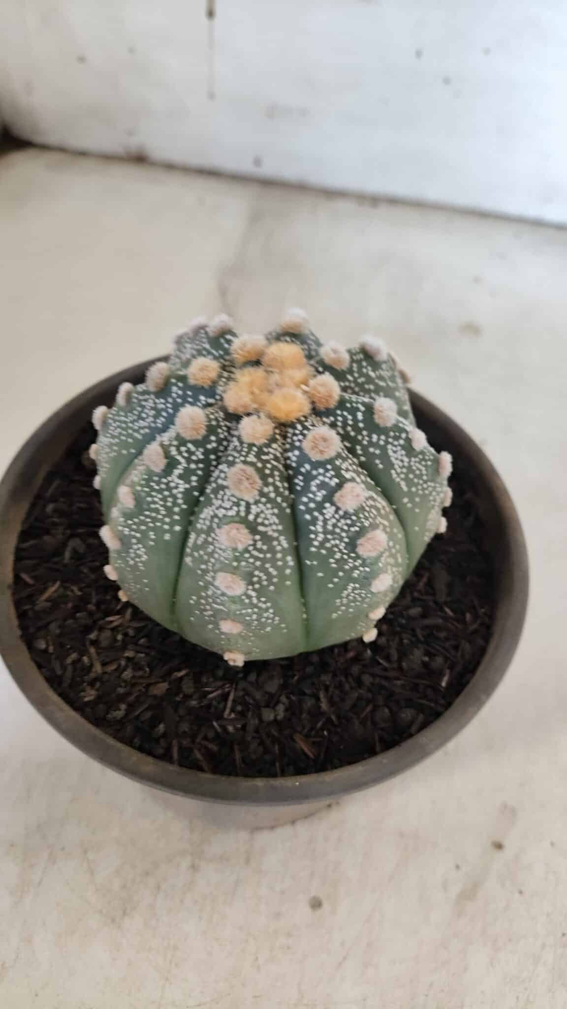 ASTROPHYTUM ASTERIAS Nº 860 – vaso 15