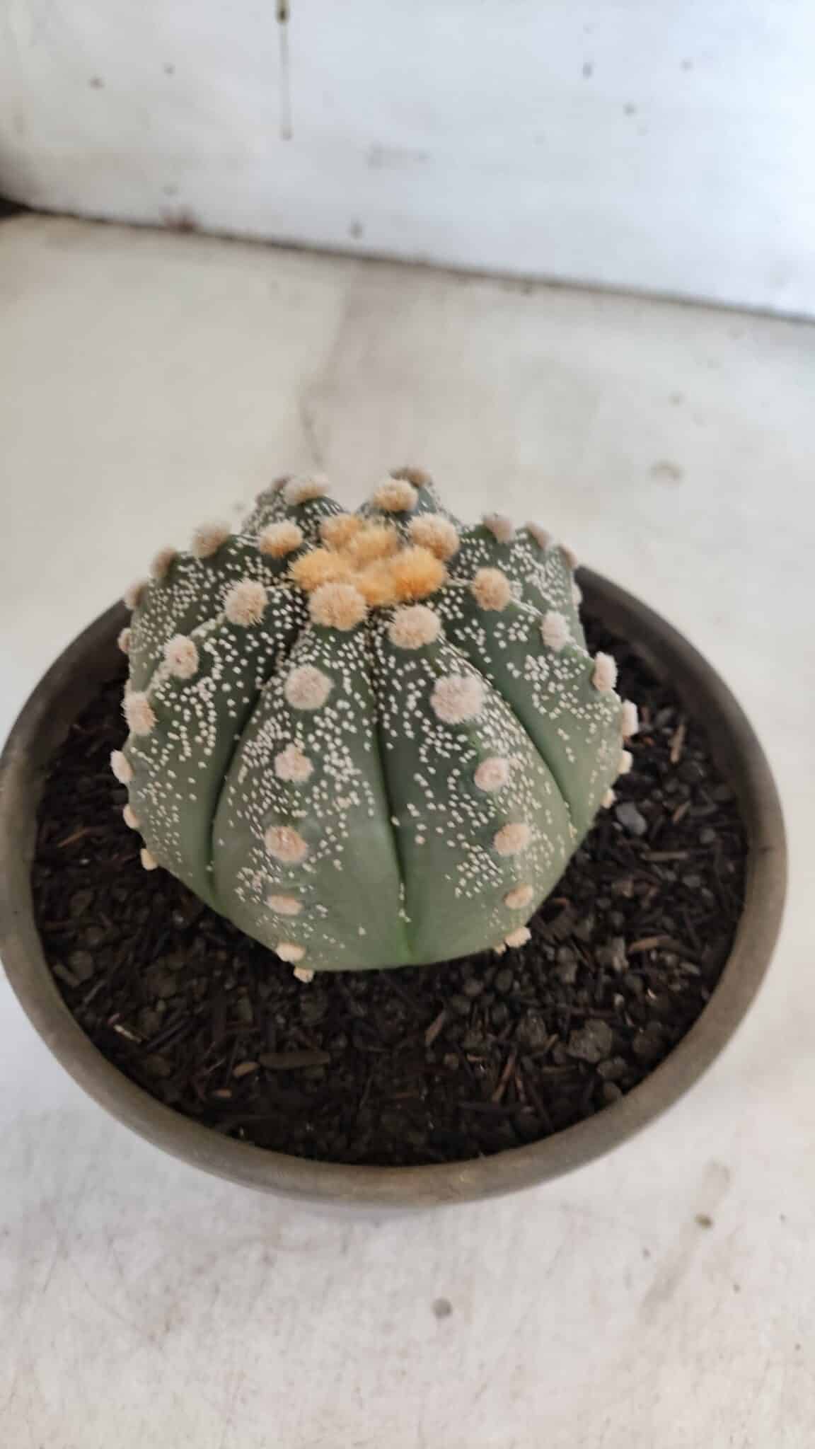 ASTROPHYTUM ASTERIAS Nº 860 – vaso 15