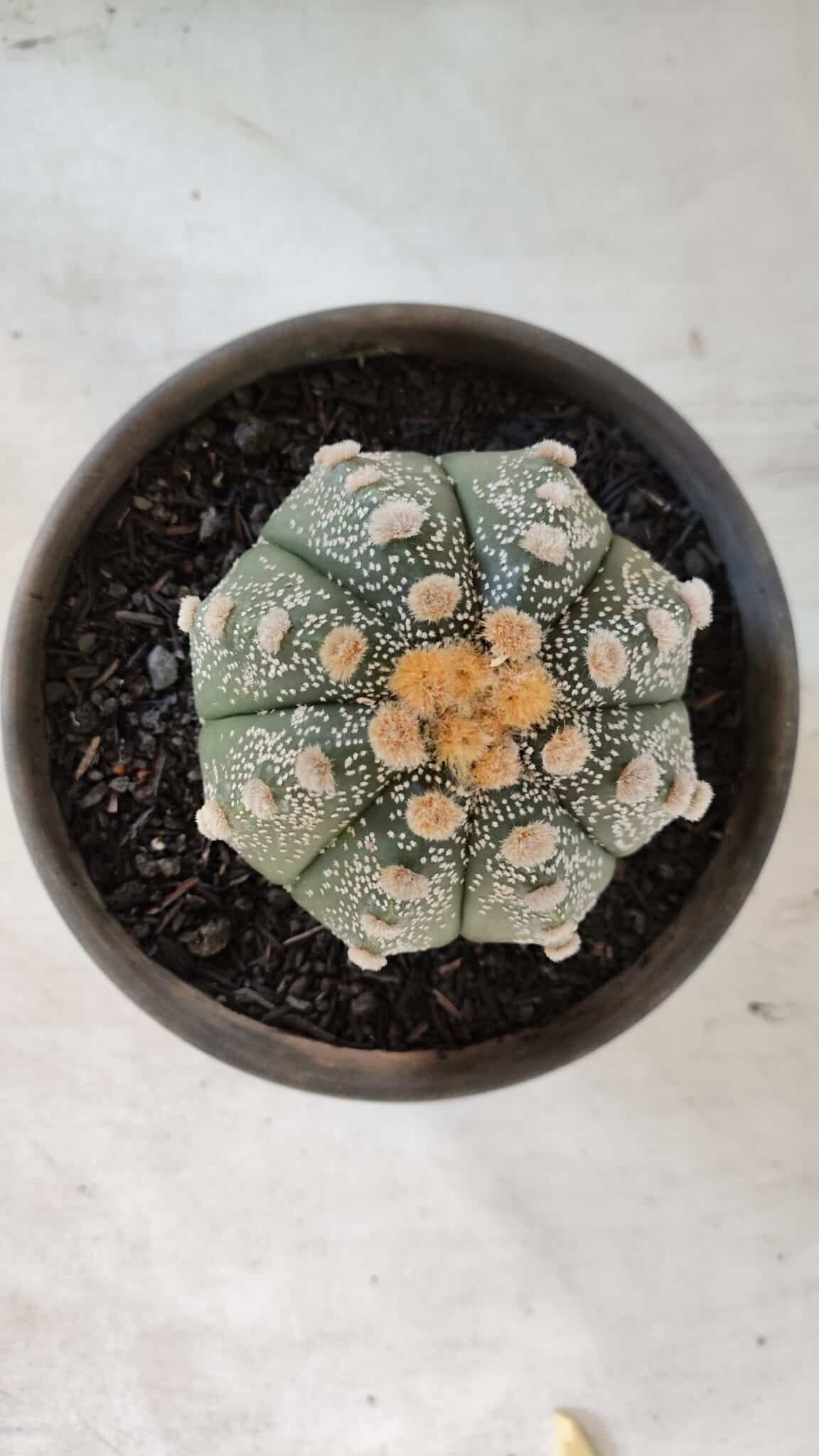 ASTROPHYTUM ASTERIAS Nº 860 – vaso 15
