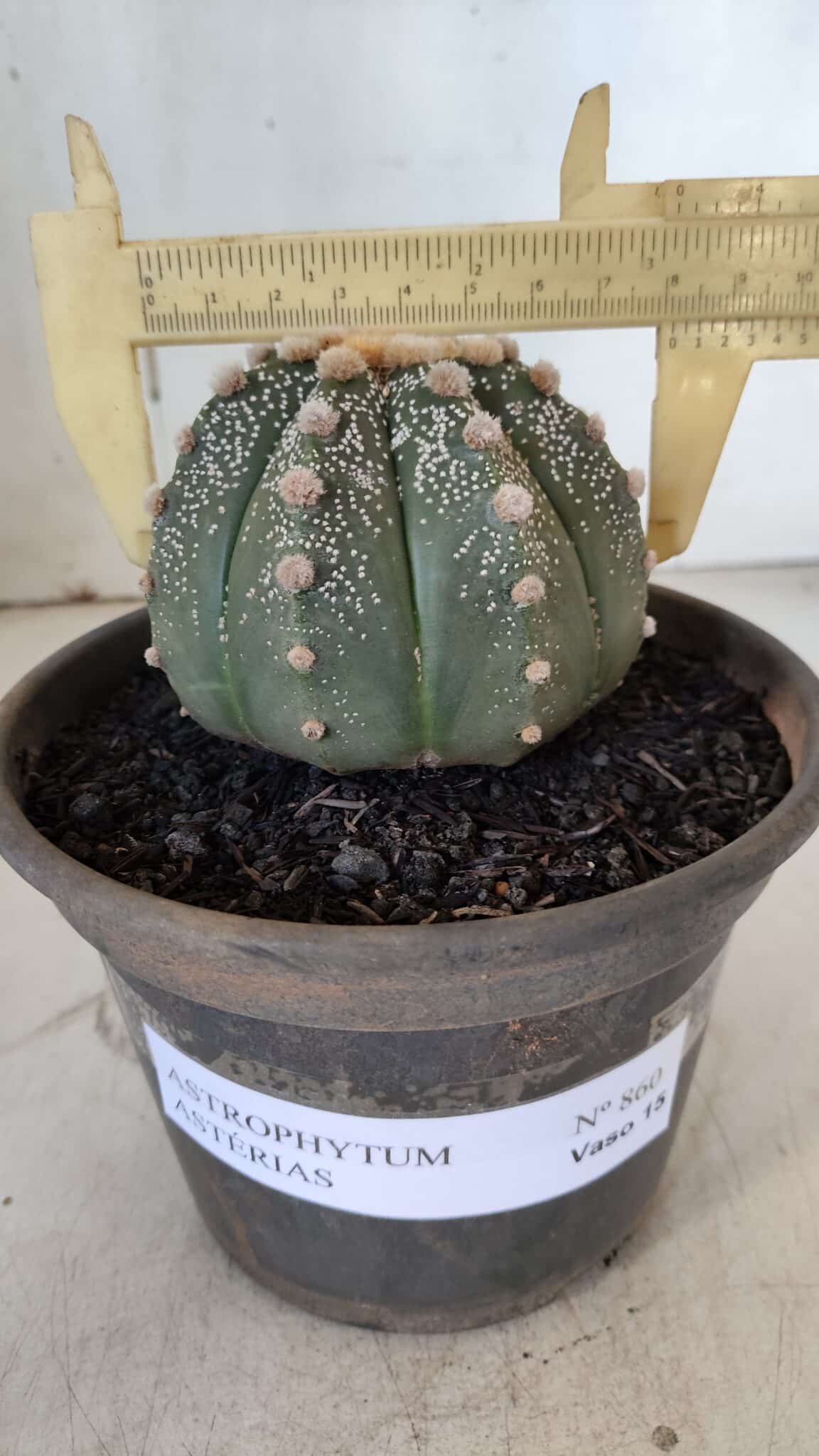 ASTROPHYTUM ASTERIAS Nº 860 – vaso 15