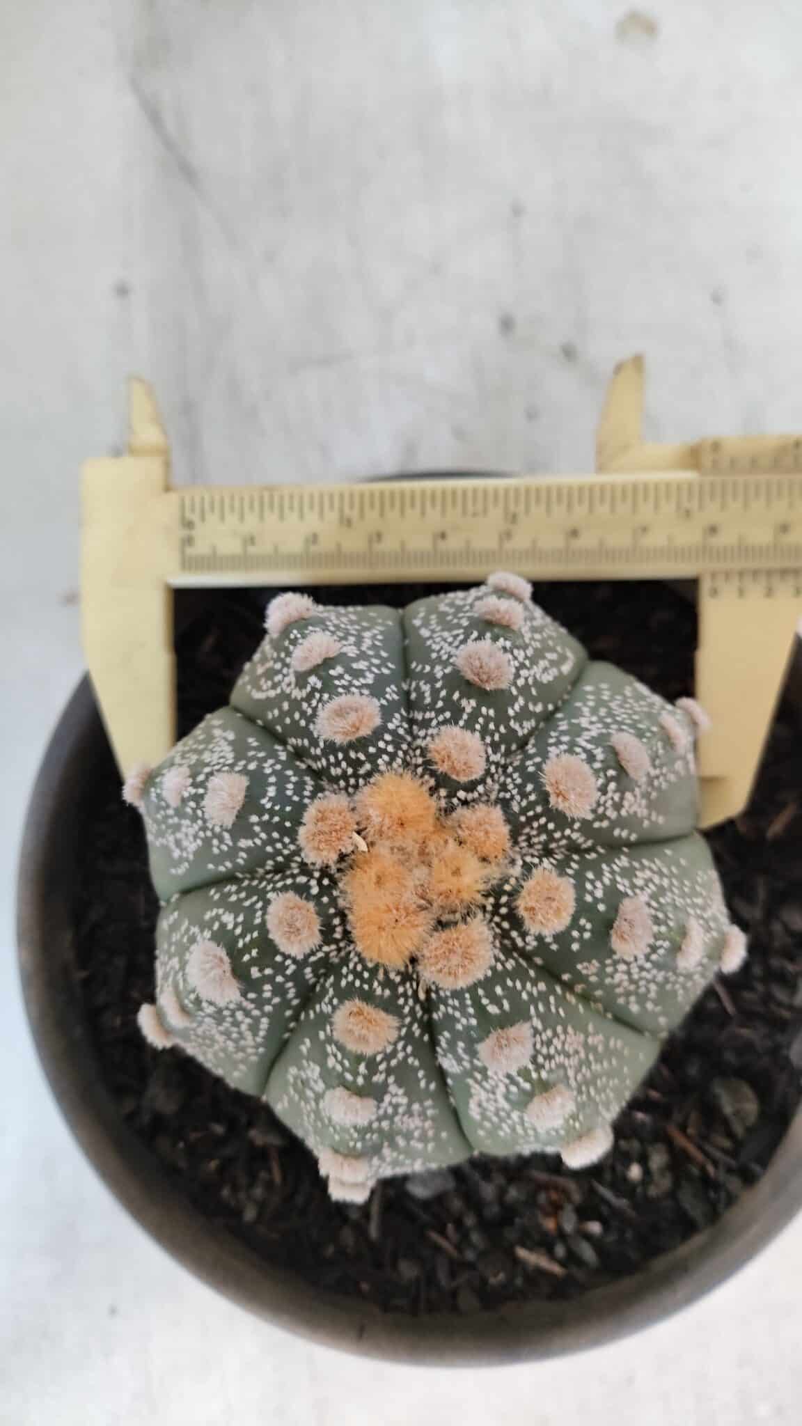 ASTROPHYTUM ASTERIAS Nº 860 – vaso 15