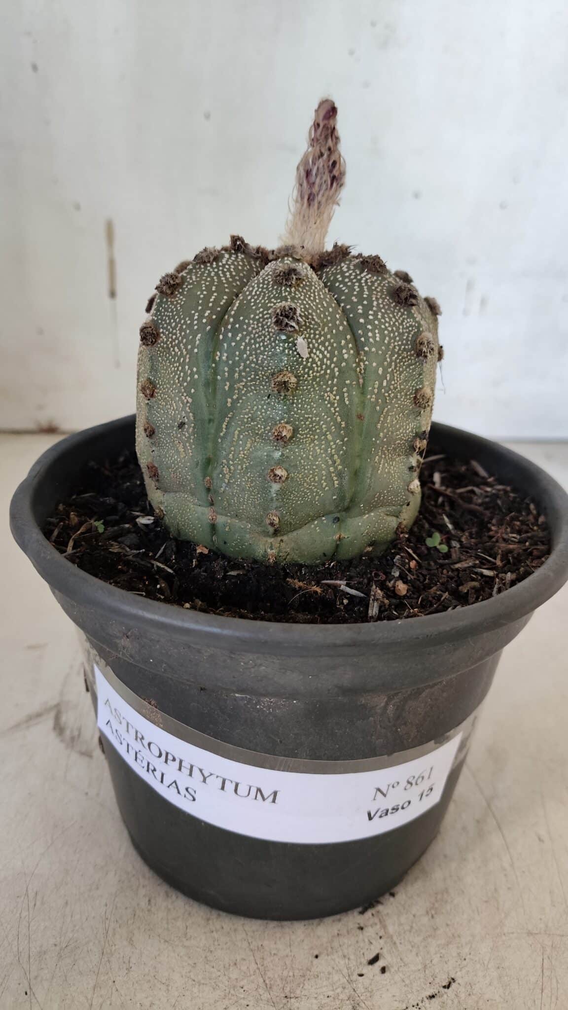 ASTROPHYTUM ASTERIAS Nº 861 – vaso 15