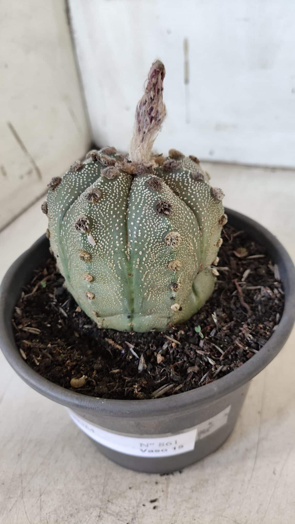 ASTROPHYTUM ASTERIAS Nº 861 – vaso 15