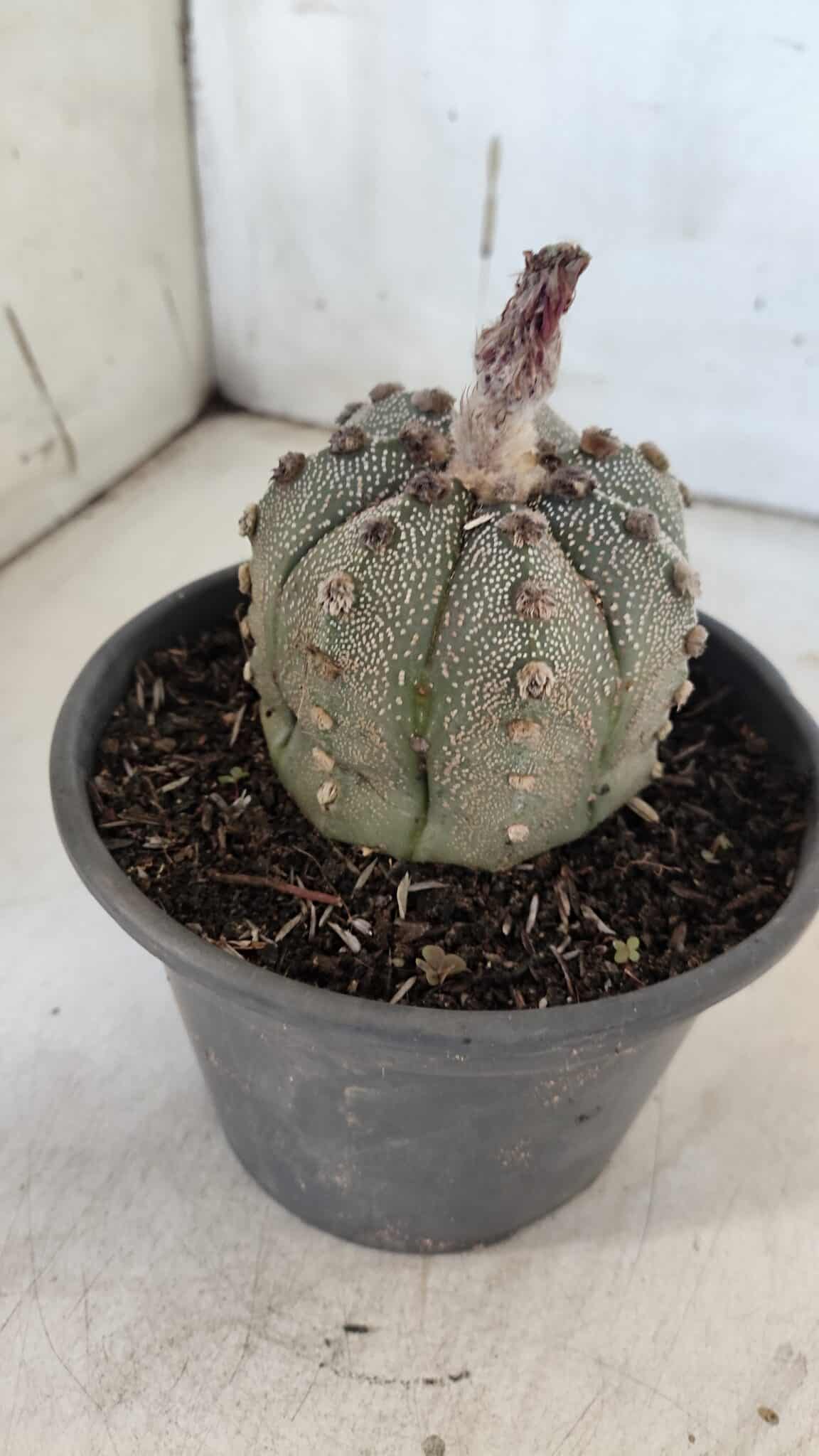 ASTROPHYTUM ASTERIAS Nº 861 – vaso 15