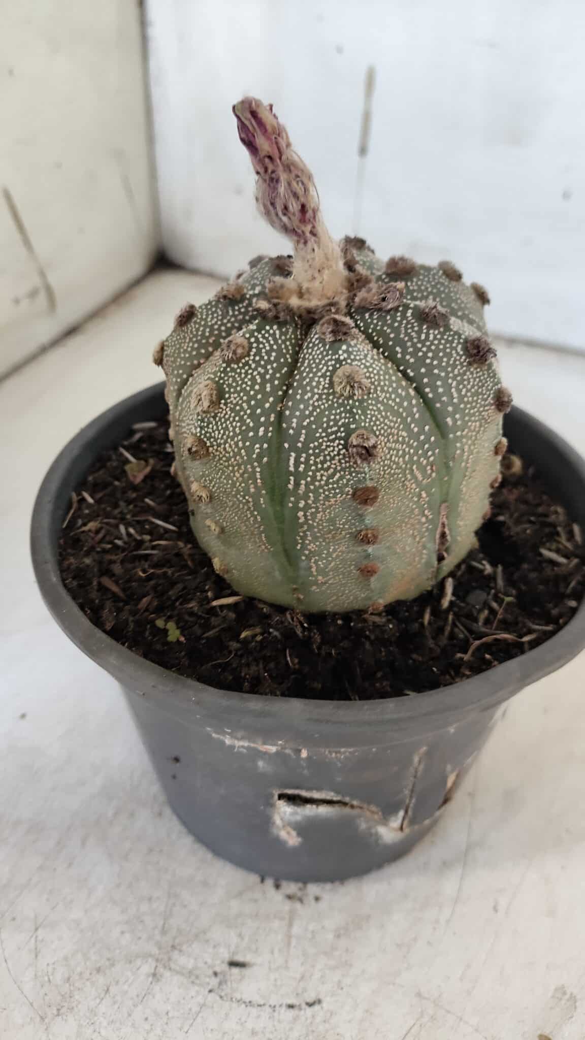 ASTROPHYTUM ASTERIAS Nº 861 – vaso 15