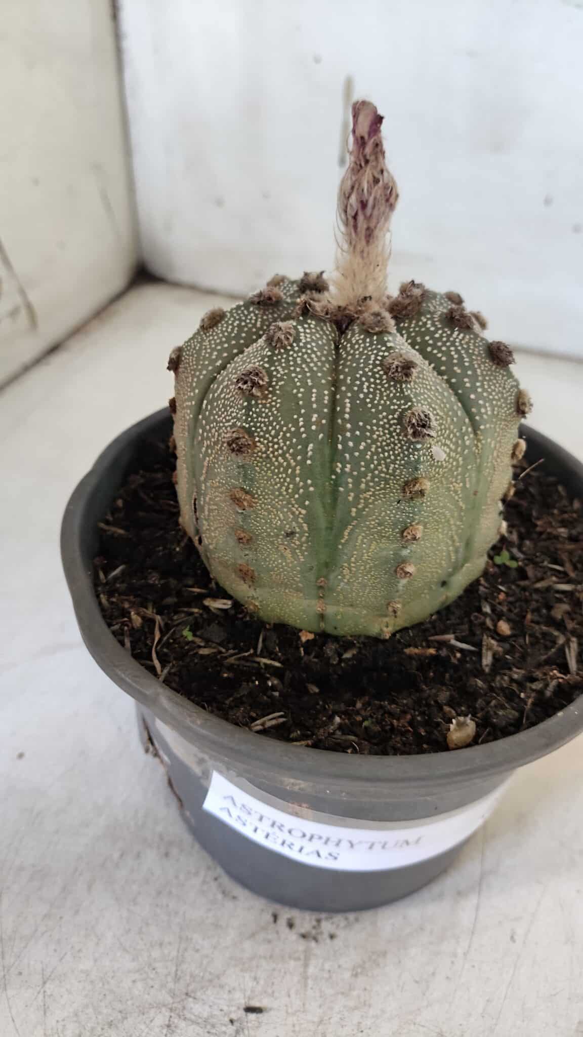 ASTROPHYTUM ASTERIAS Nº 861 – vaso 15