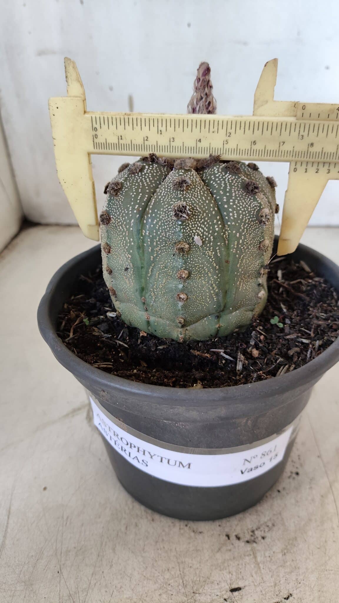ASTROPHYTUM ASTERIAS Nº 861 – vaso 15