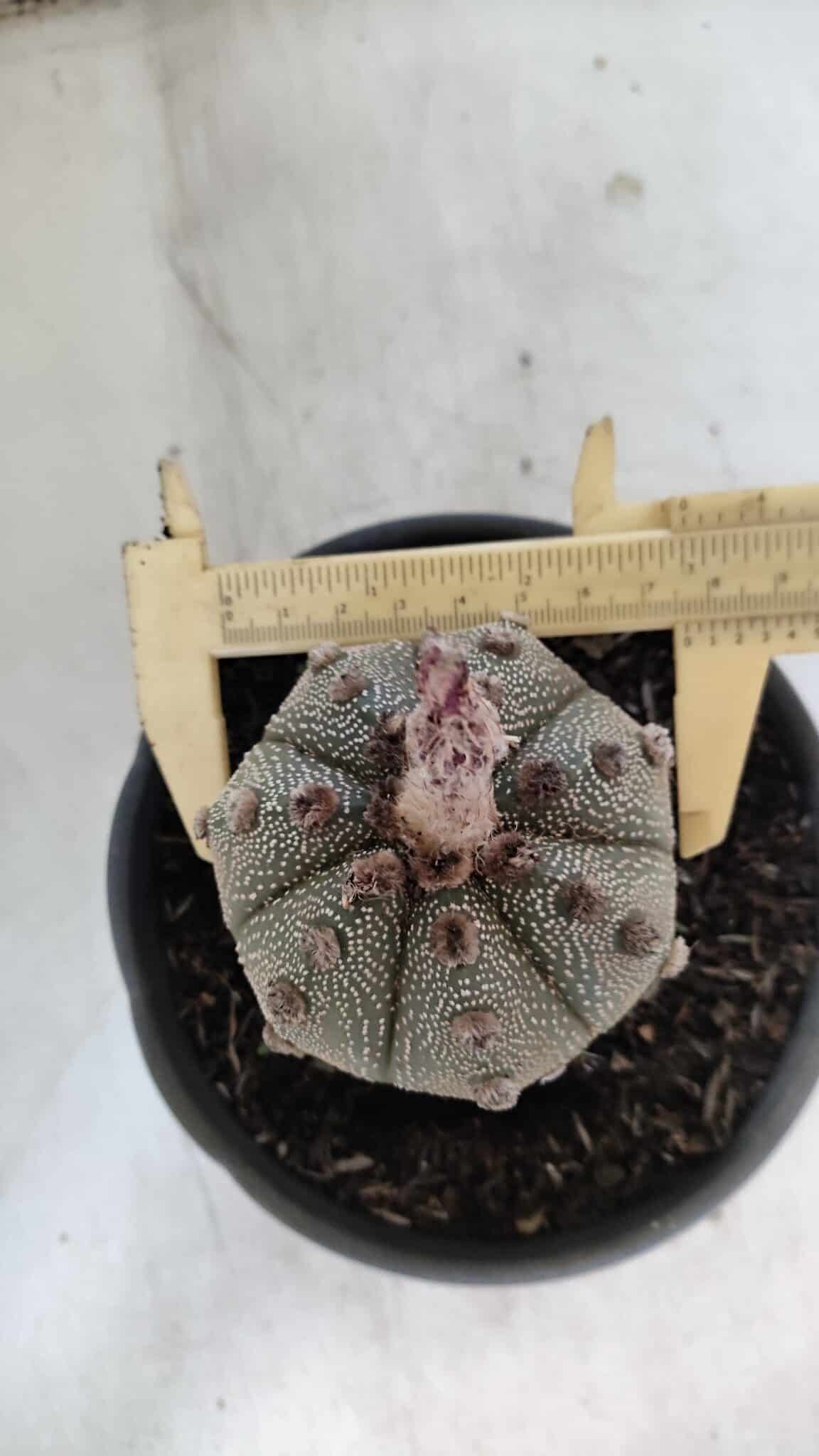 ASTROPHYTUM ASTERIAS Nº 861 – vaso 15