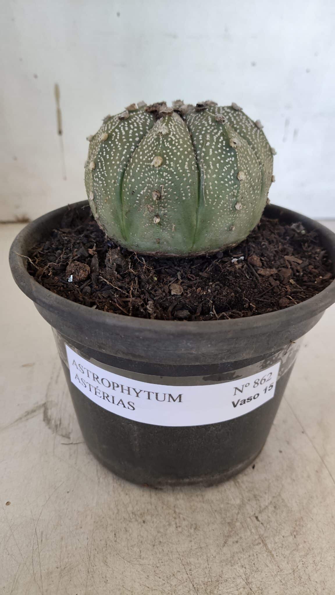 ASTROPHYTUM ASTERIAS Nº 862 – vaso 15