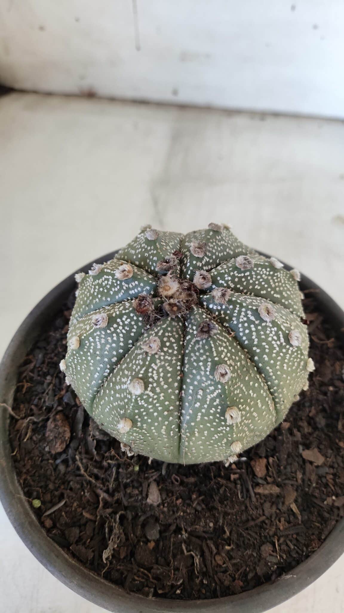 ASTROPHYTUM ASTERIAS Nº 862 – vaso 15