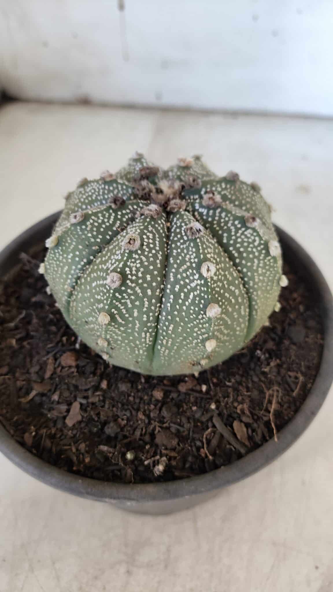 ASTROPHYTUM ASTERIAS Nº 862 – vaso 15