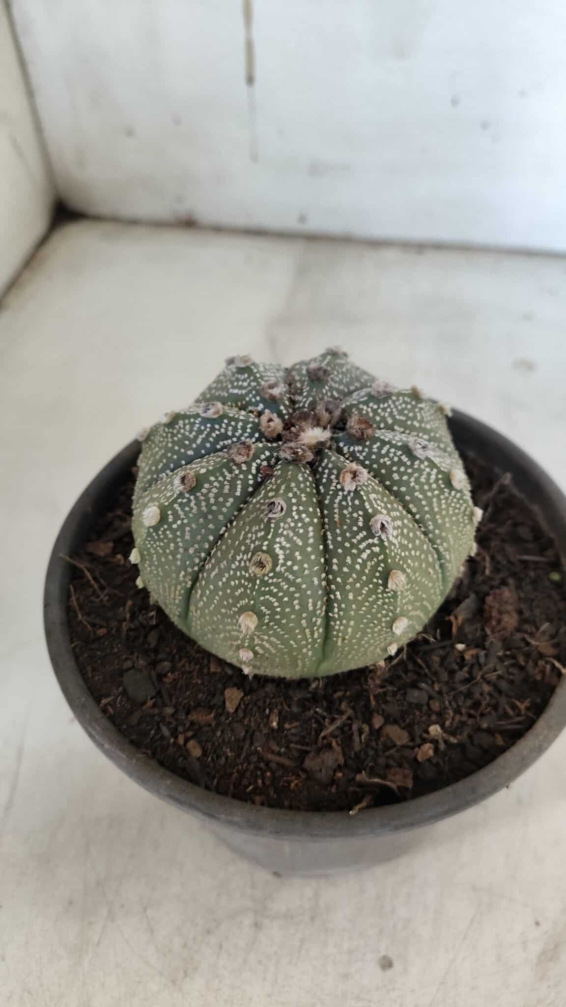 ASTROPHYTUM ASTERIAS Nº 862 – vaso 15