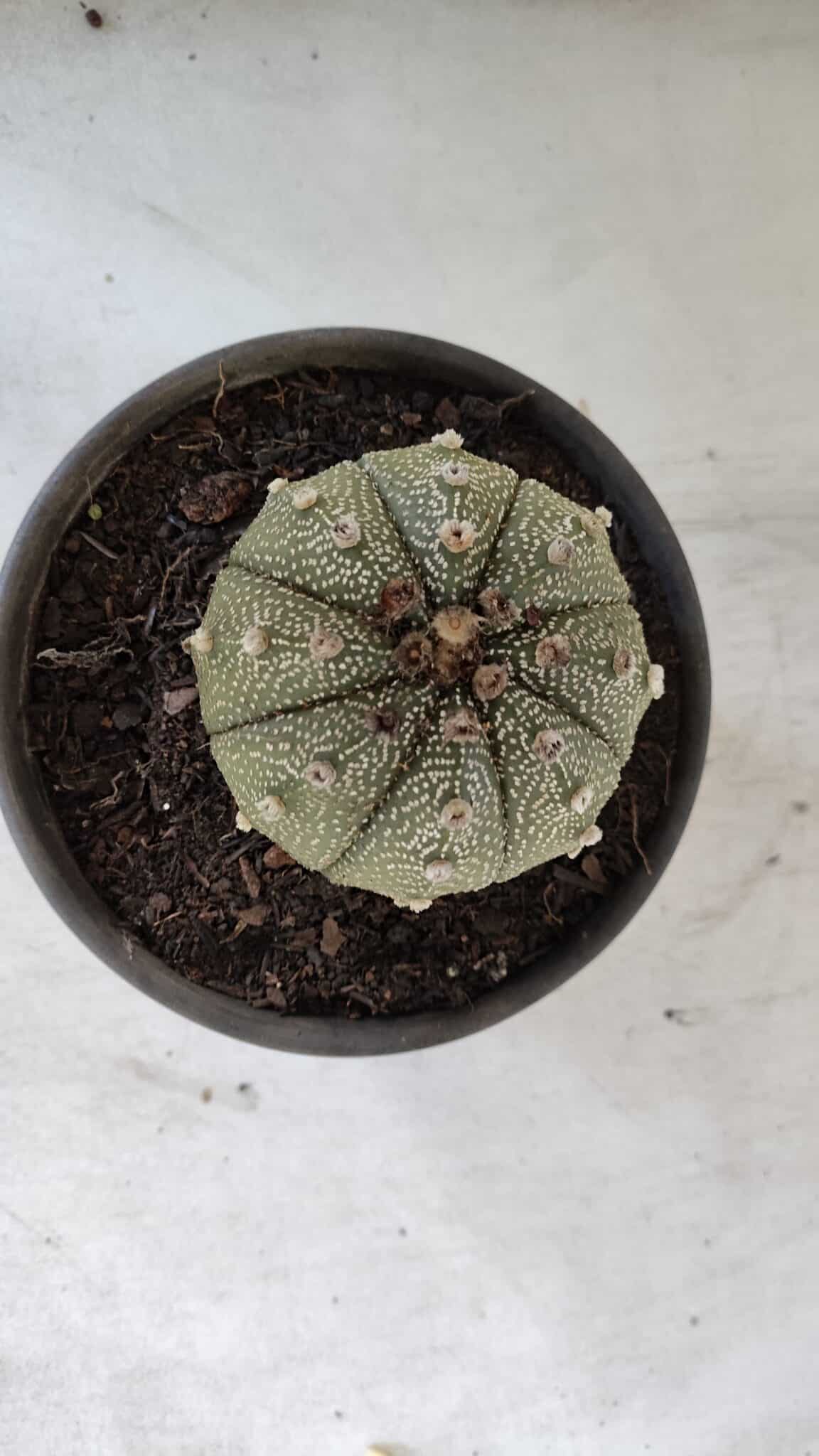 ASTROPHYTUM ASTERIAS Nº 862 – vaso 15