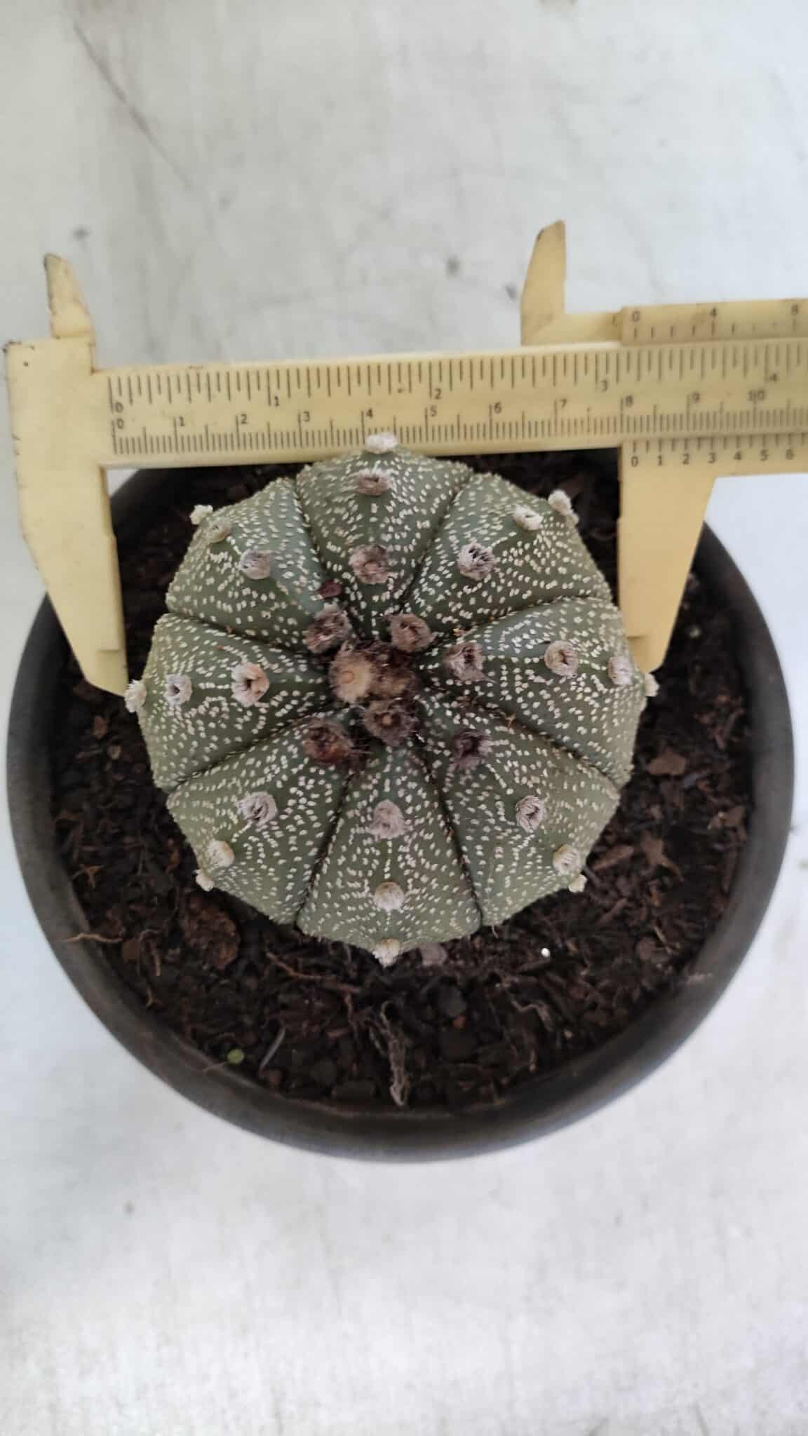 ASTROPHYTUM ASTERIAS Nº 862 – vaso 15