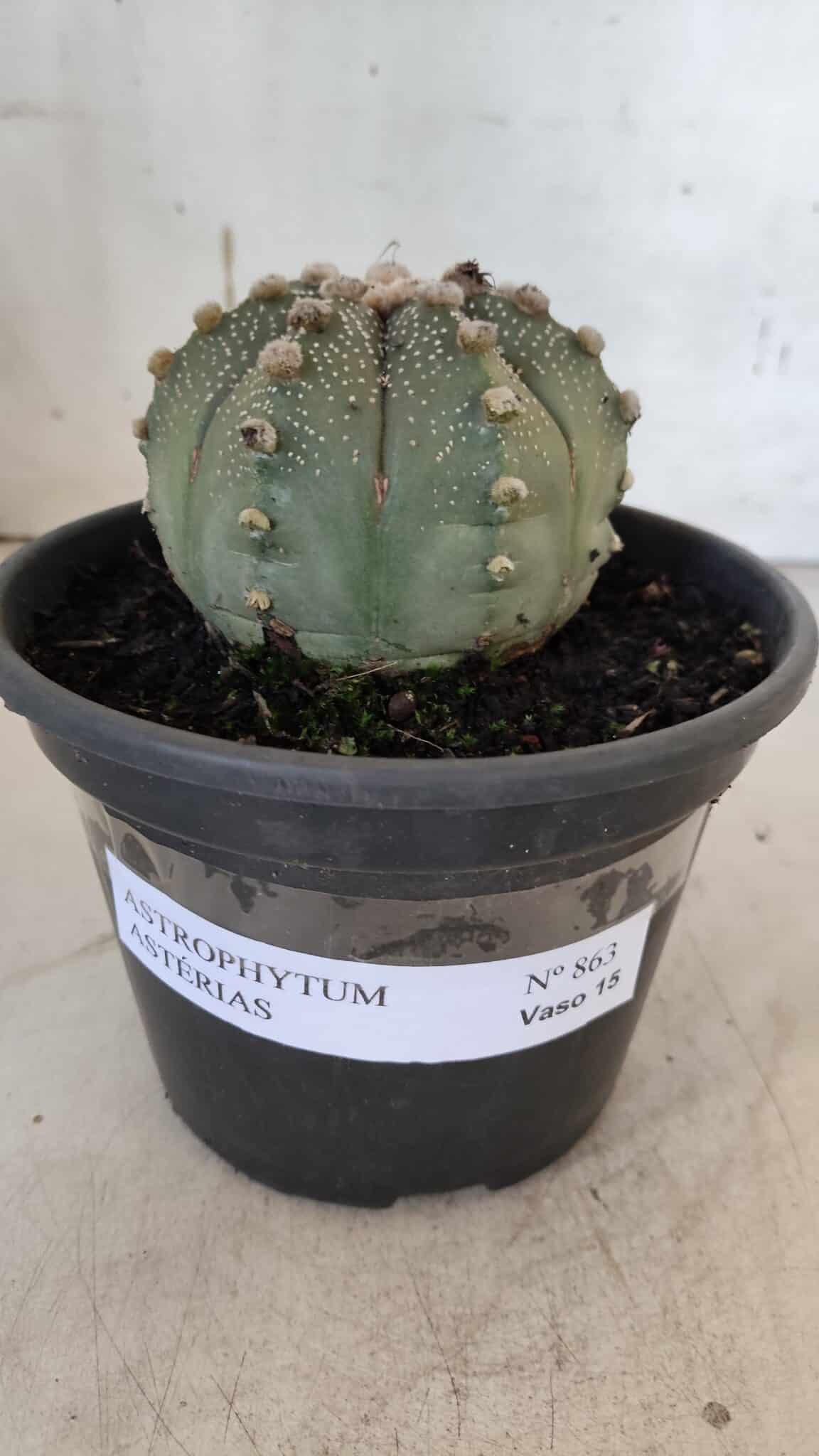 ASTROPHYTUM ASTERIAS Nº 863 – vaso 15