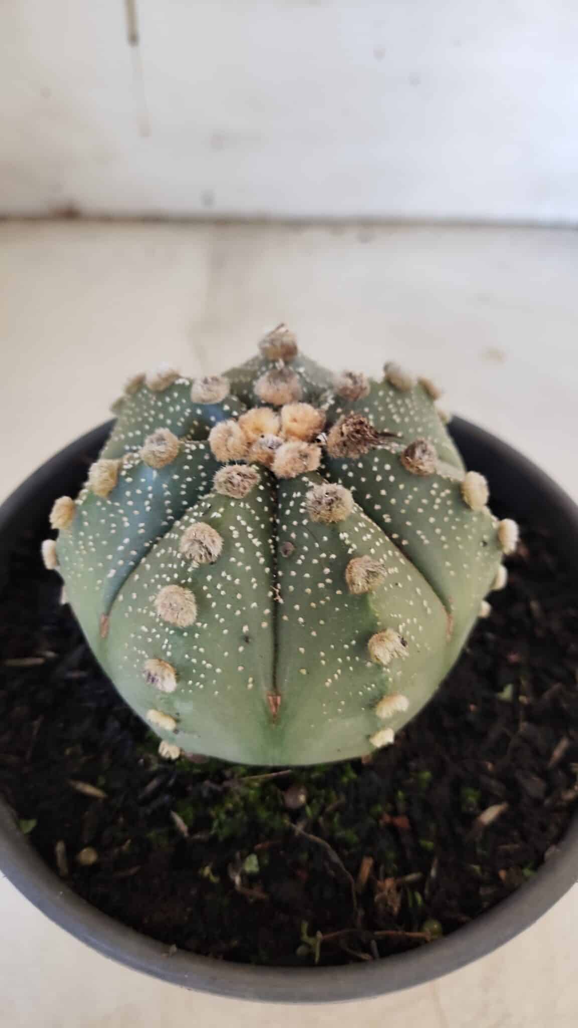 ASTROPHYTUM ASTERIAS Nº 863 – vaso 15