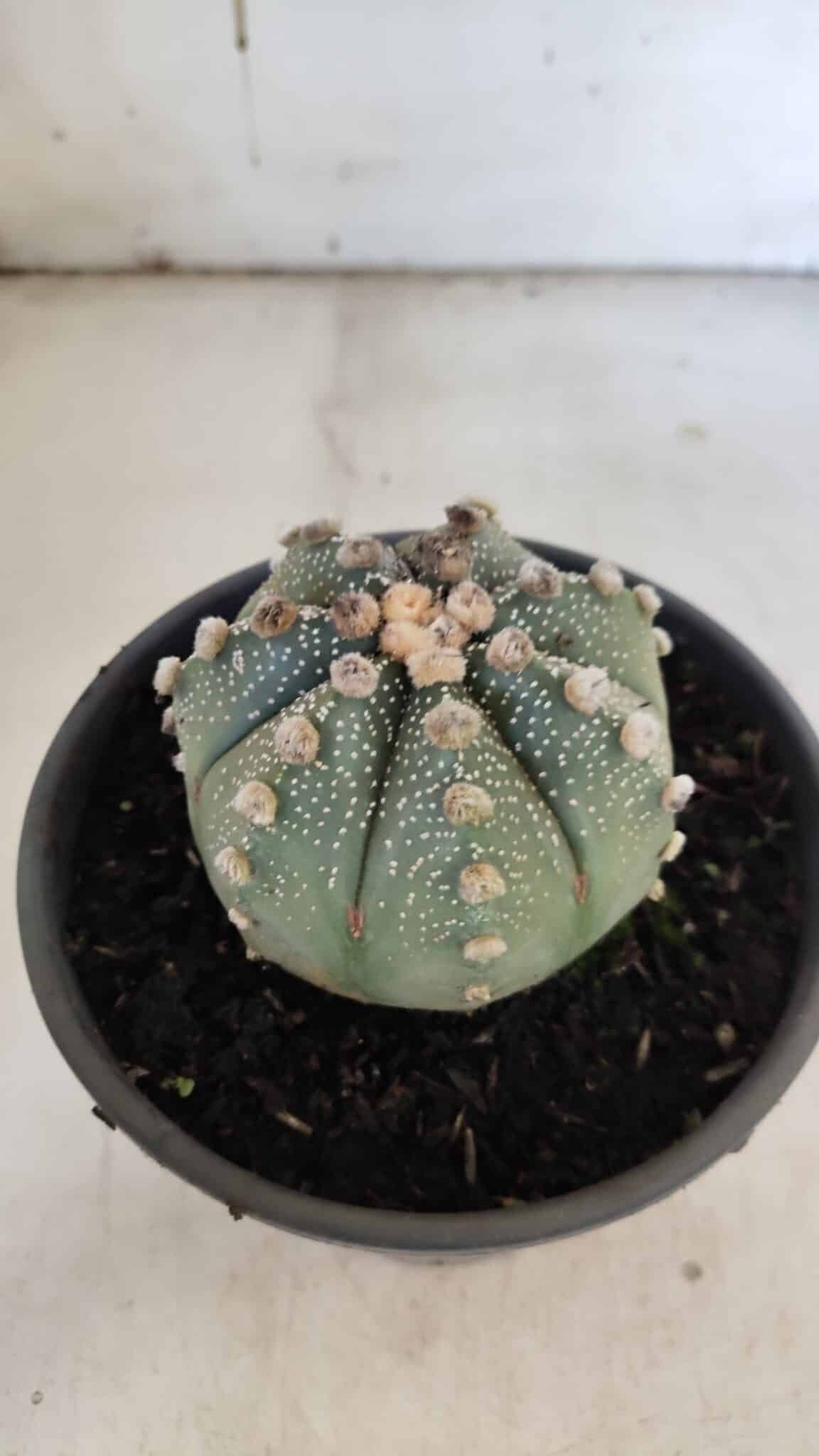 ASTROPHYTUM ASTERIAS Nº 863 – vaso 15
