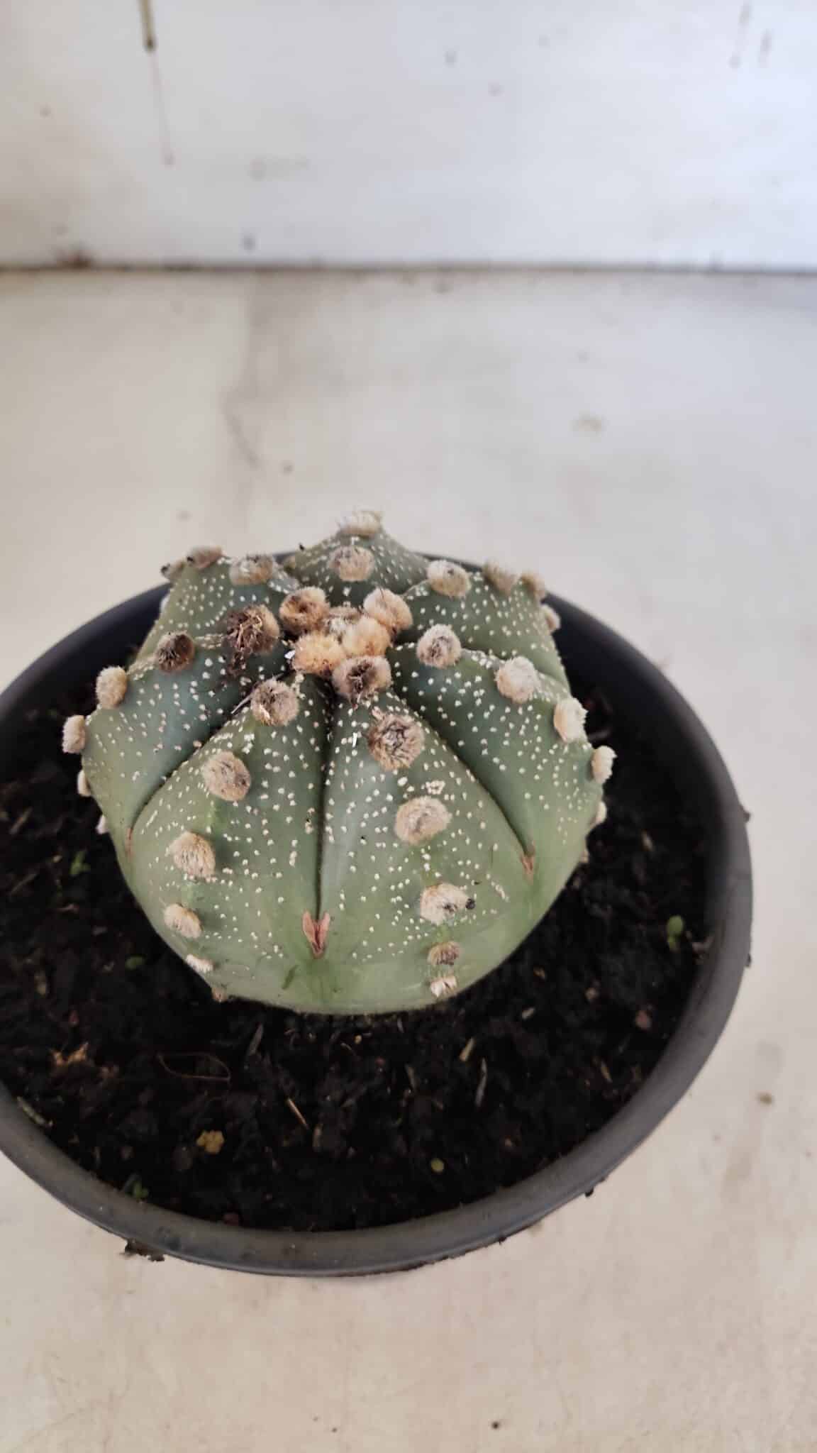 ASTROPHYTUM ASTERIAS Nº 863 – vaso 15