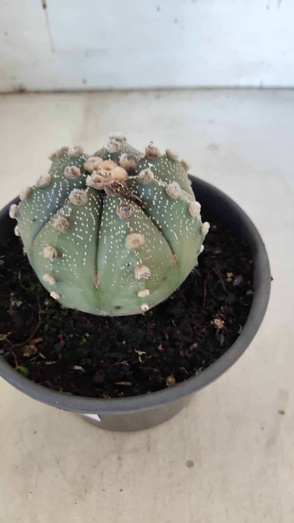 ASTROPHYTUM ASTERIAS Nº 863 – vaso 15