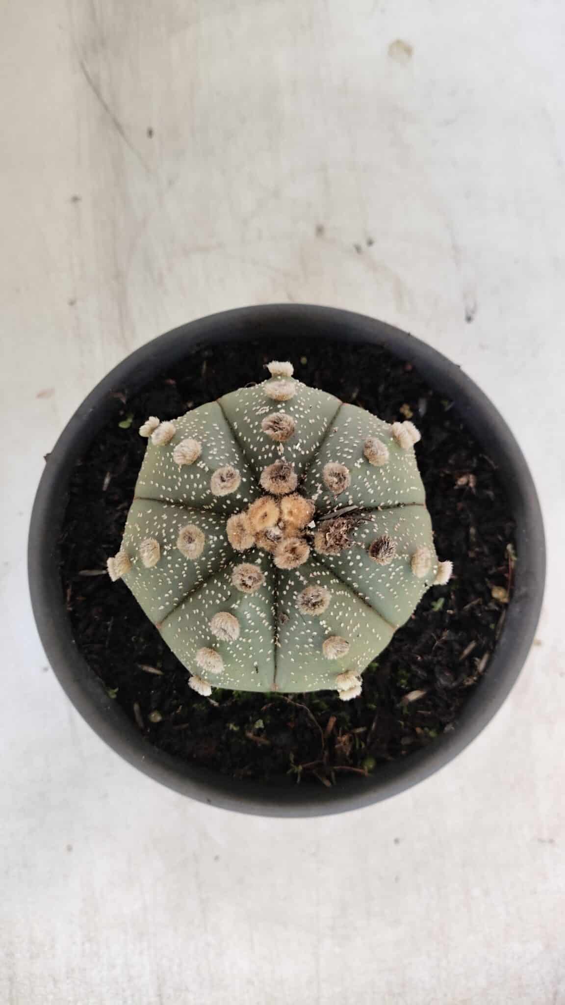 ASTROPHYTUM ASTERIAS Nº 863 – vaso 15