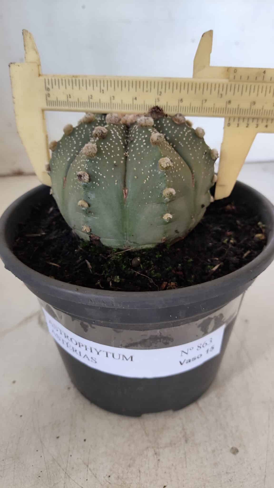 ASTROPHYTUM ASTERIAS Nº 863 – vaso 15