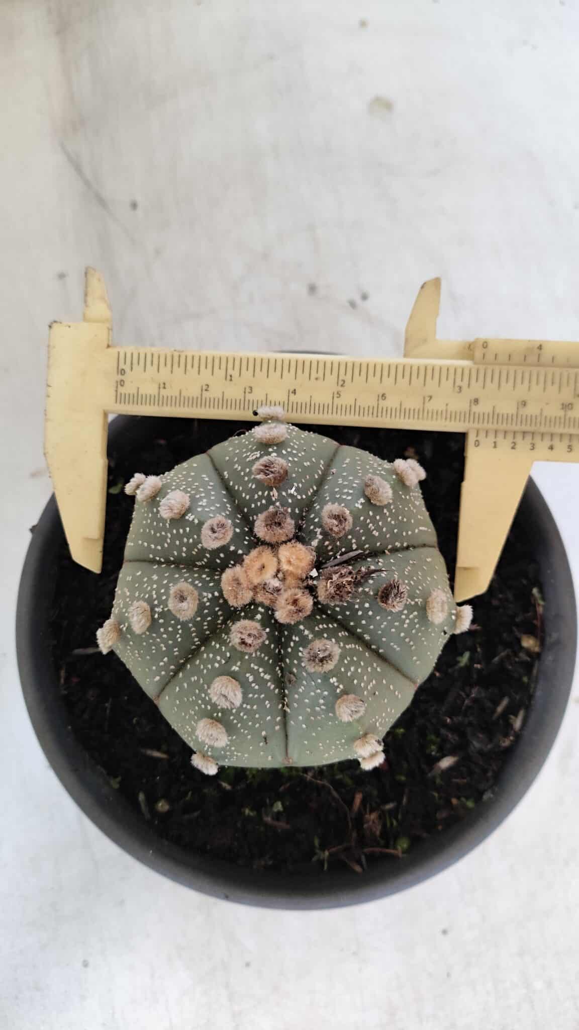 ASTROPHYTUM ASTERIAS Nº 863 – vaso 15