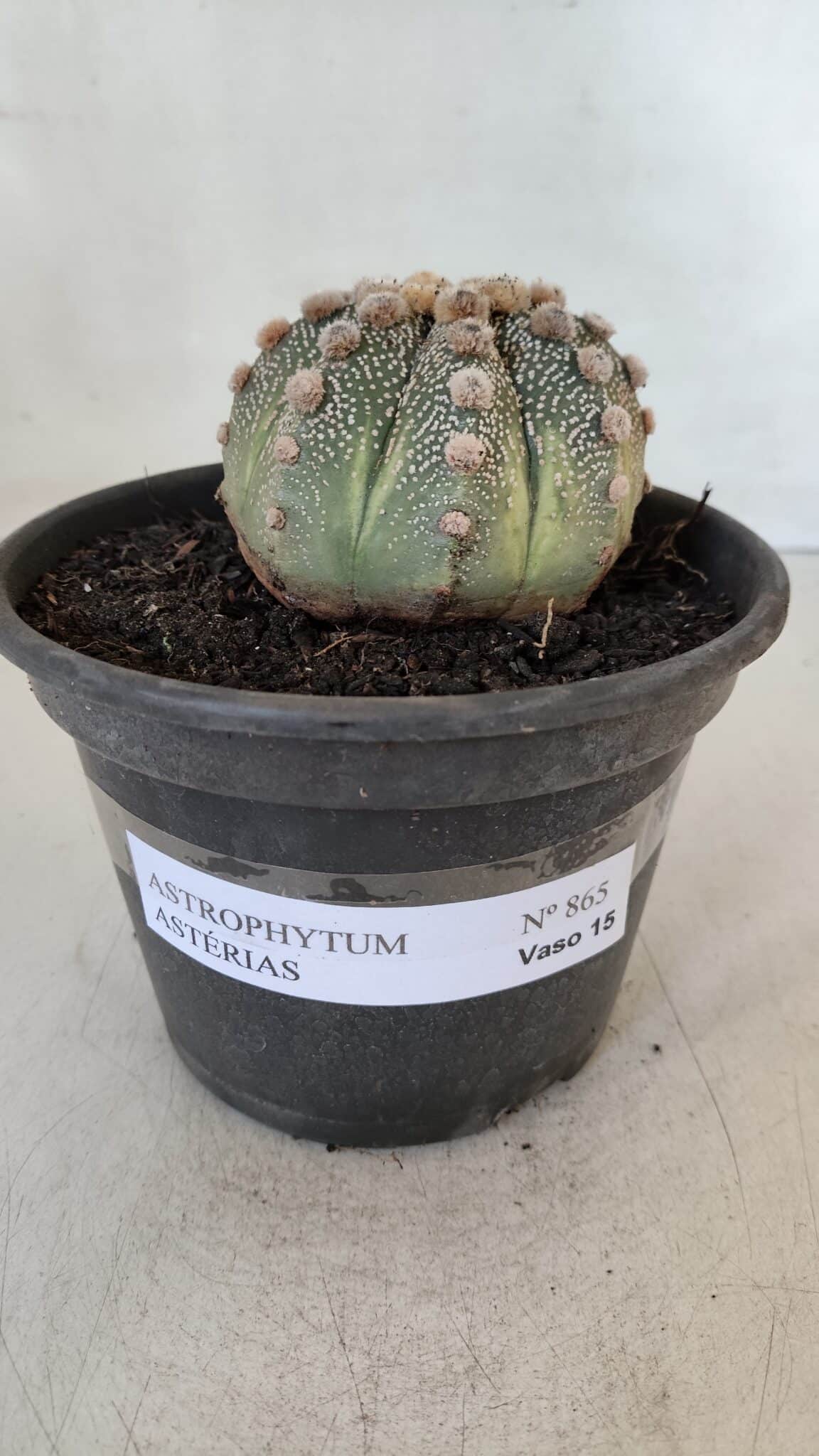 ASTROPHYTUM ASTERIAS Nº 865 – vaso 15