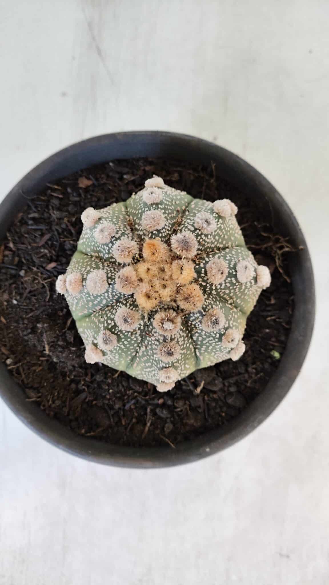 ASTROPHYTUM ASTERIAS Nº 865 – vaso 15