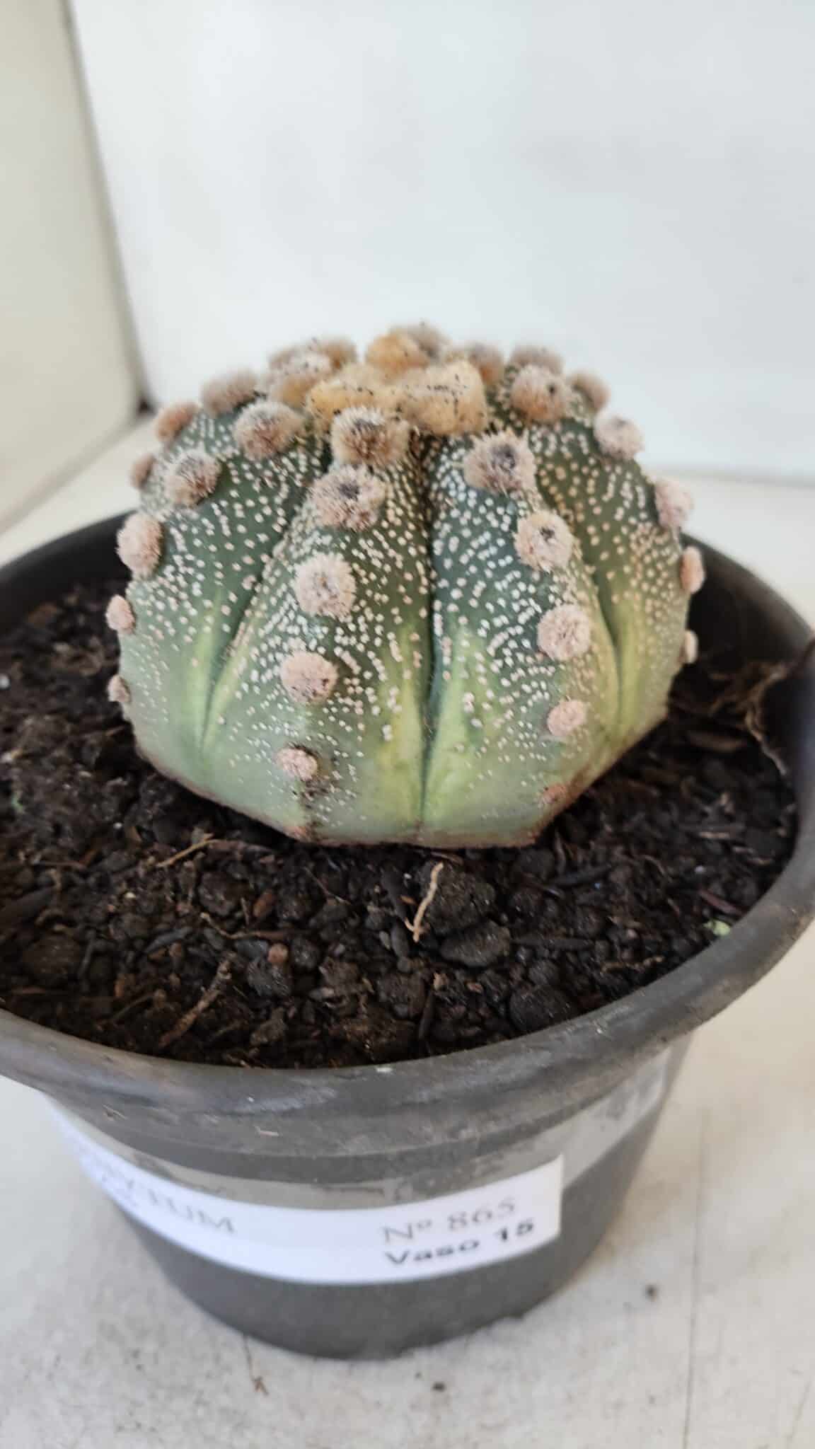 ASTROPHYTUM ASTERIAS Nº 865 – vaso 15