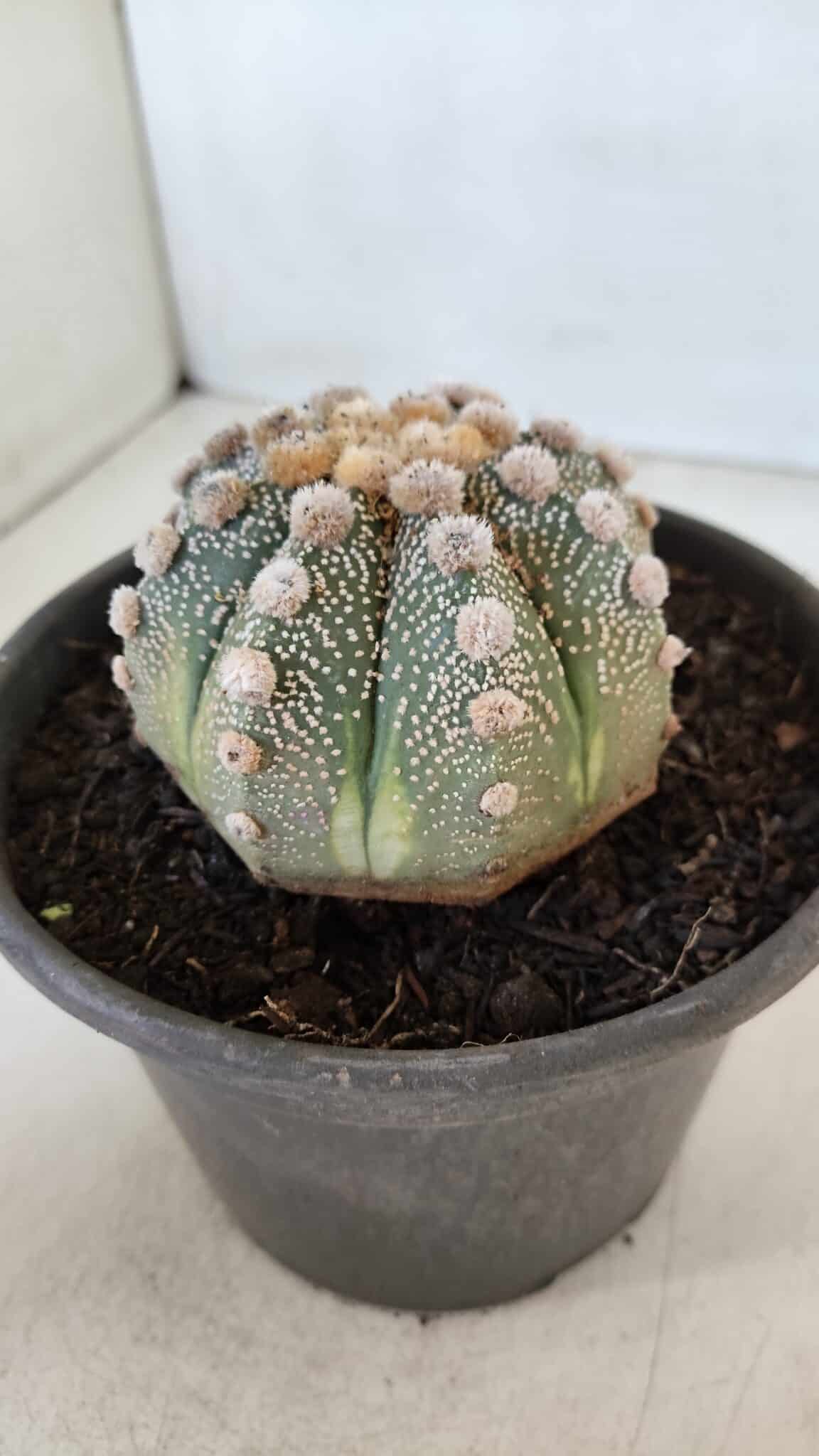 ASTROPHYTUM ASTERIAS Nº 865 – vaso 15