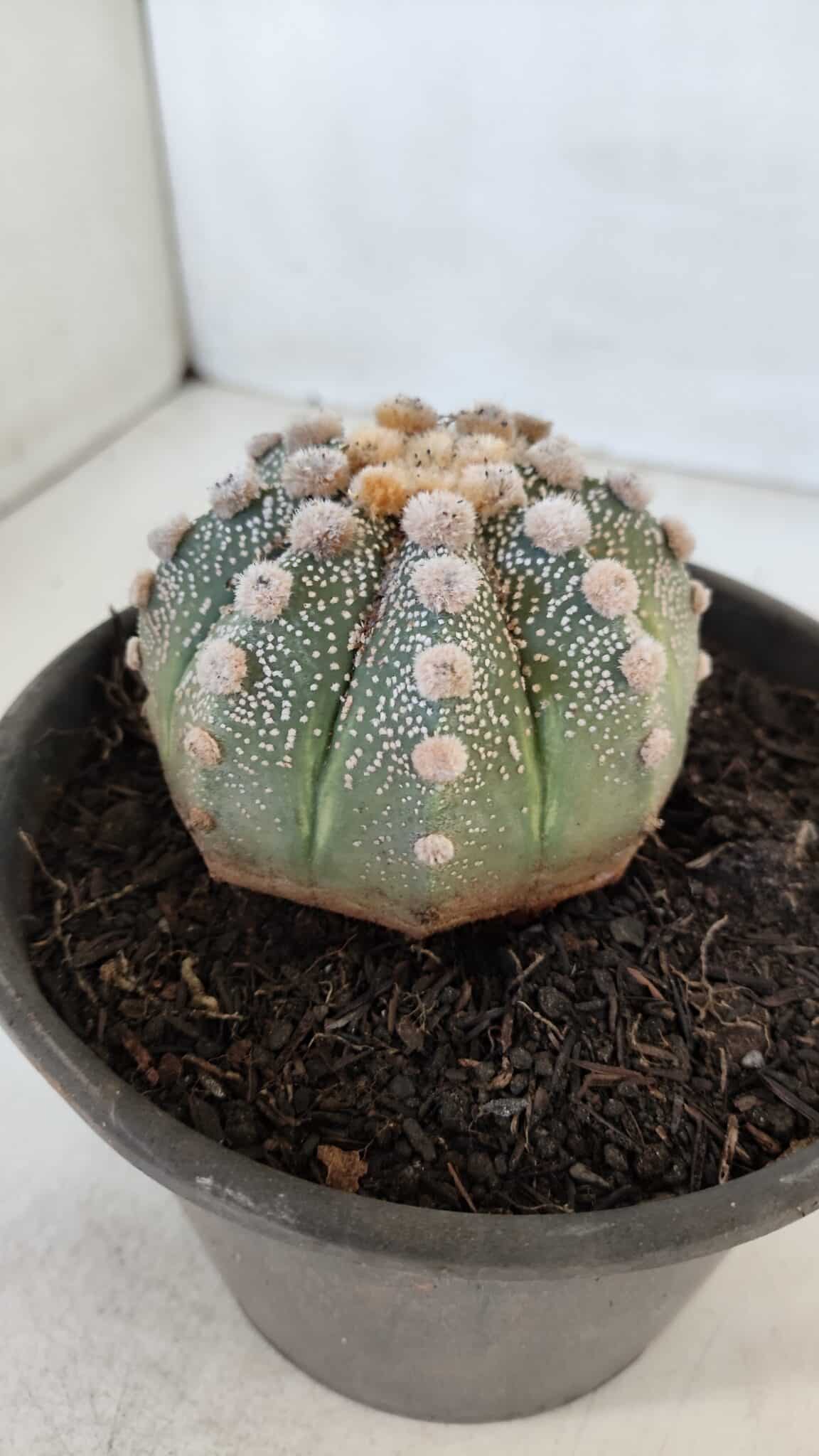 ASTROPHYTUM ASTERIAS Nº 865 – vaso 15