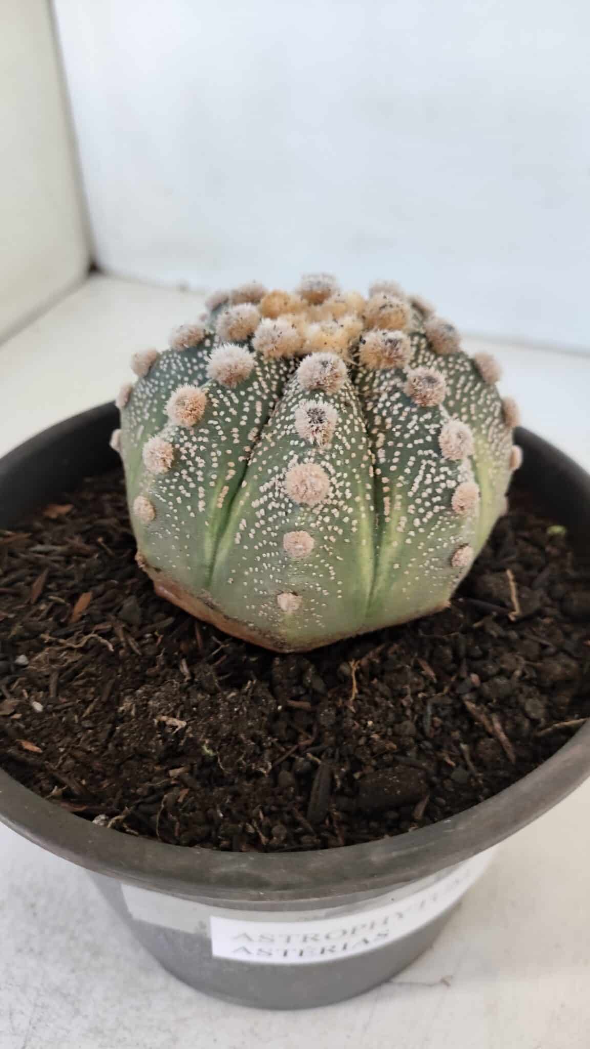 ASTROPHYTUM ASTERIAS Nº 865 – vaso 15