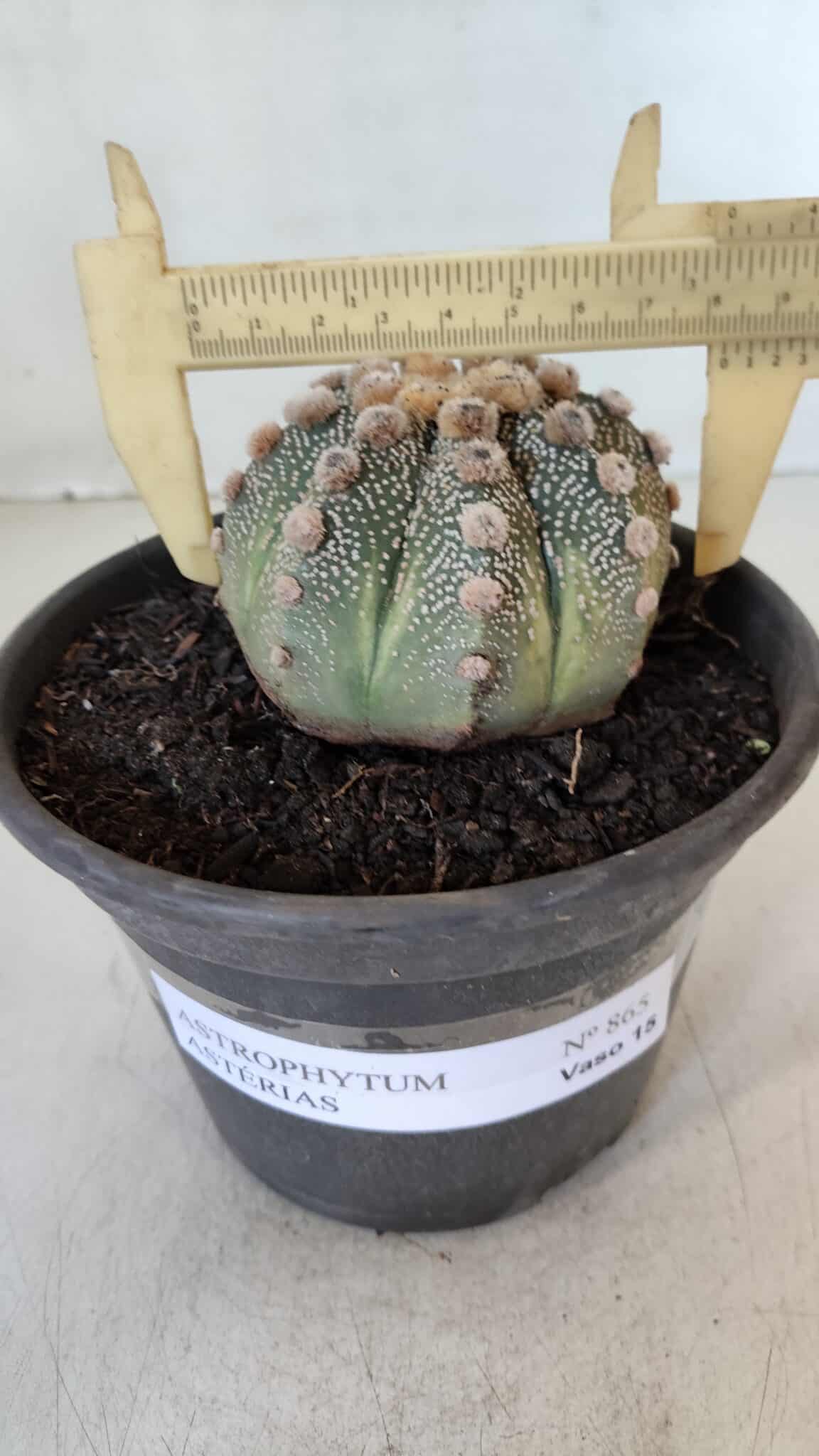 ASTROPHYTUM ASTERIAS Nº 865 – vaso 15