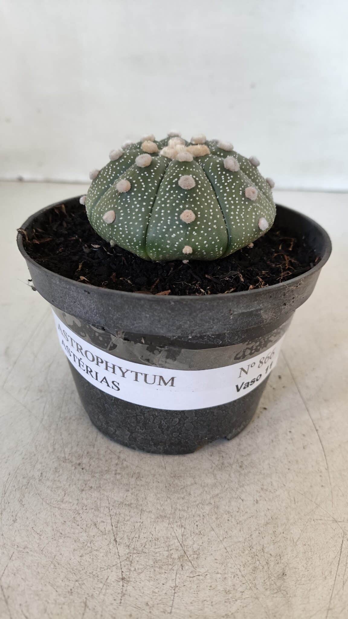 ASTROPHYTUM ASTERIAS Nº 866 – vaso 11