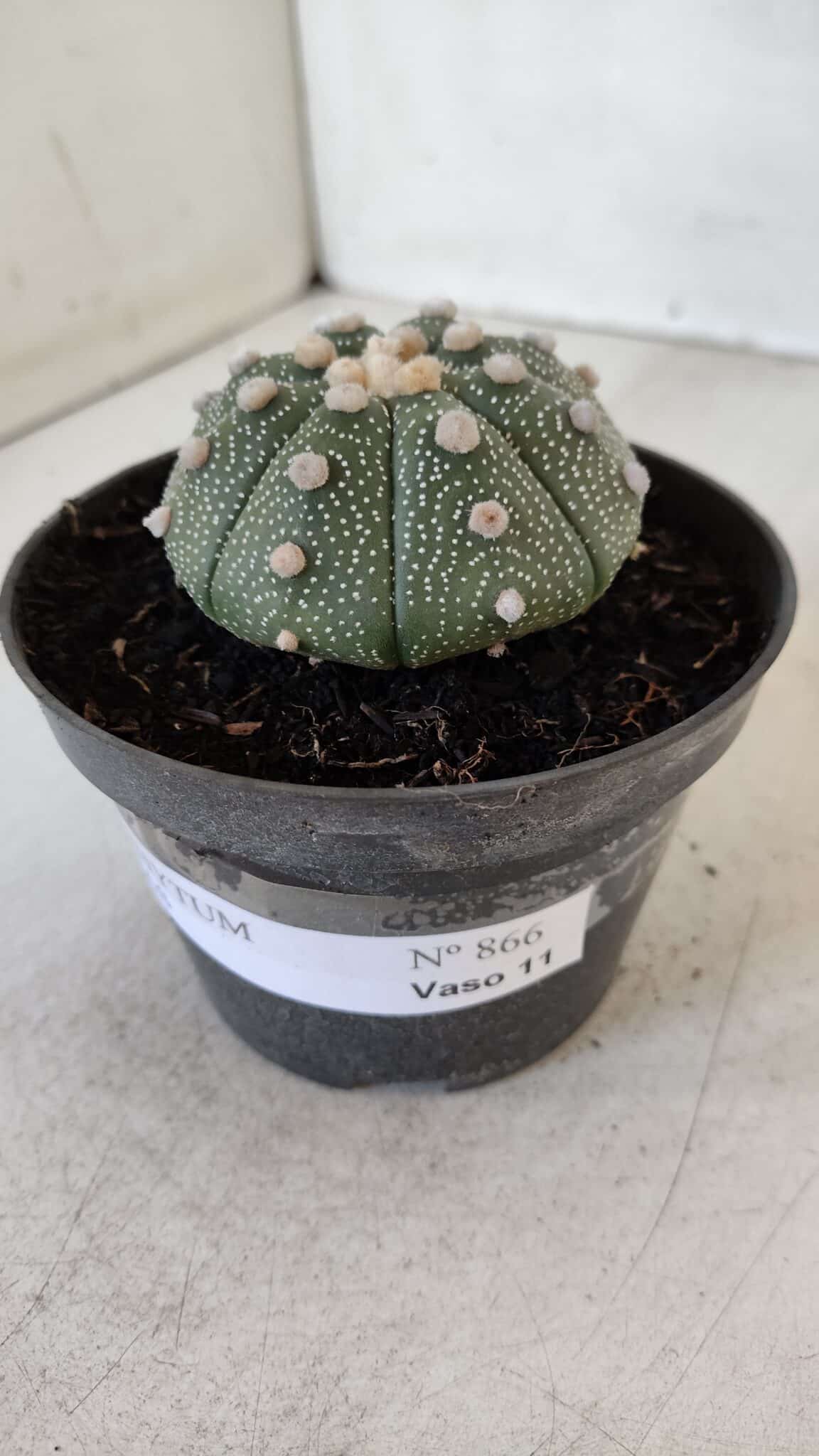 ASTROPHYTUM ASTERIAS Nº 866 – vaso 11