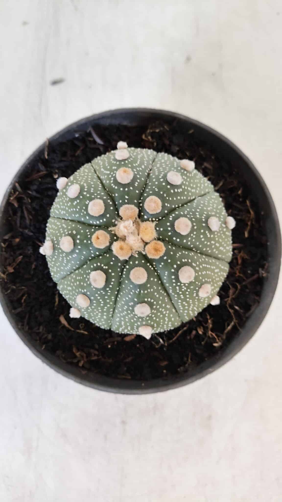 ASTROPHYTUM ASTERIAS Nº 866 – vaso 11