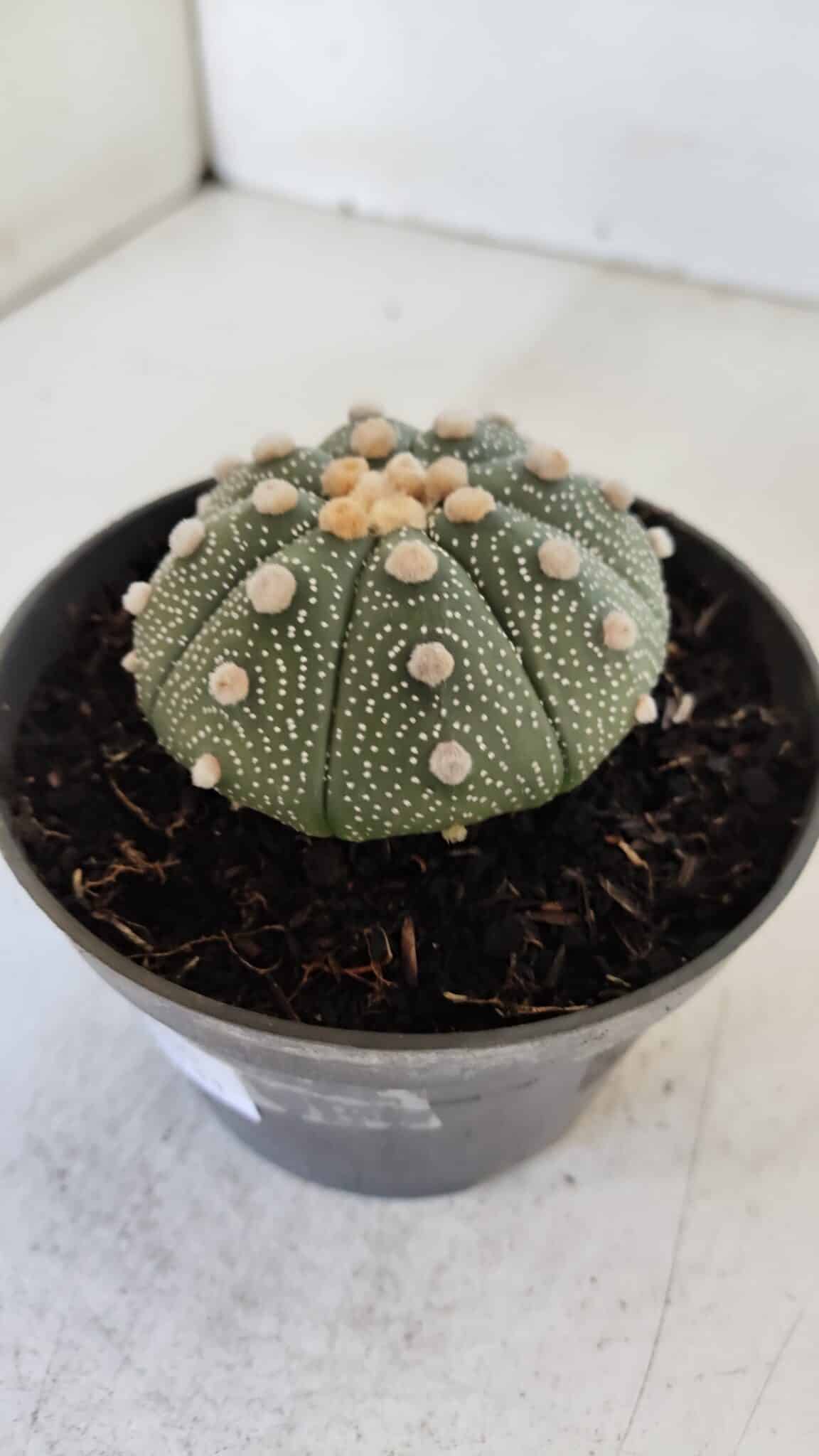 ASTROPHYTUM ASTERIAS Nº 866 – vaso 11