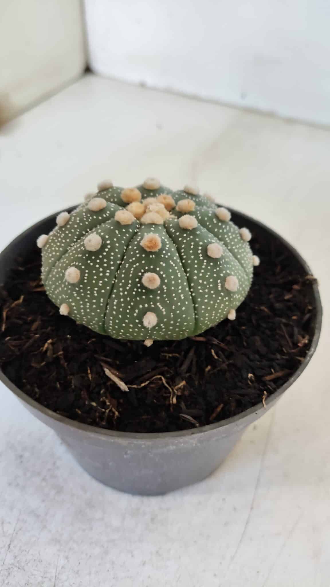 ASTROPHYTUM ASTERIAS Nº 866 – vaso 11
