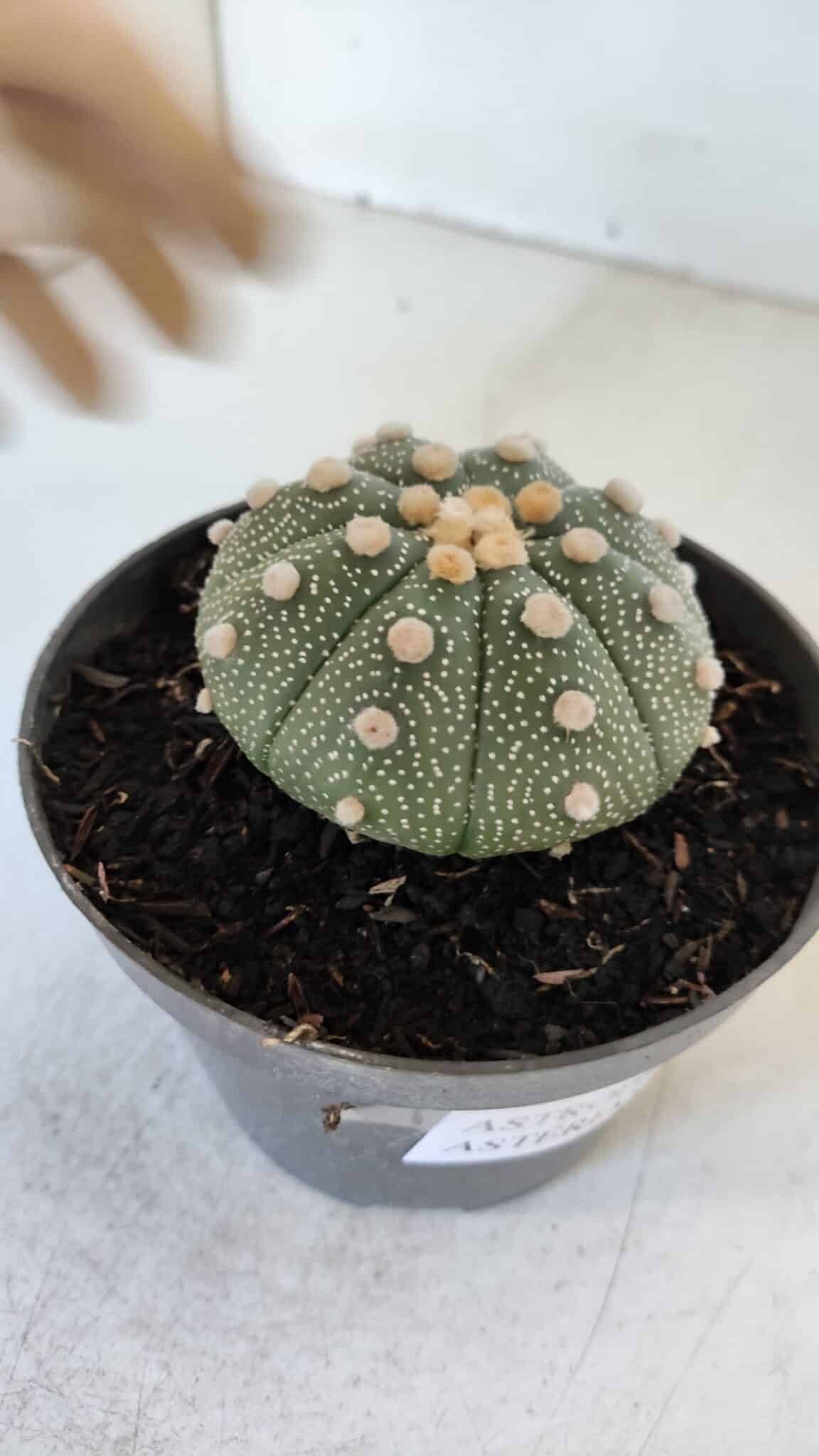 ASTROPHYTUM ASTERIAS Nº 866 – vaso 11