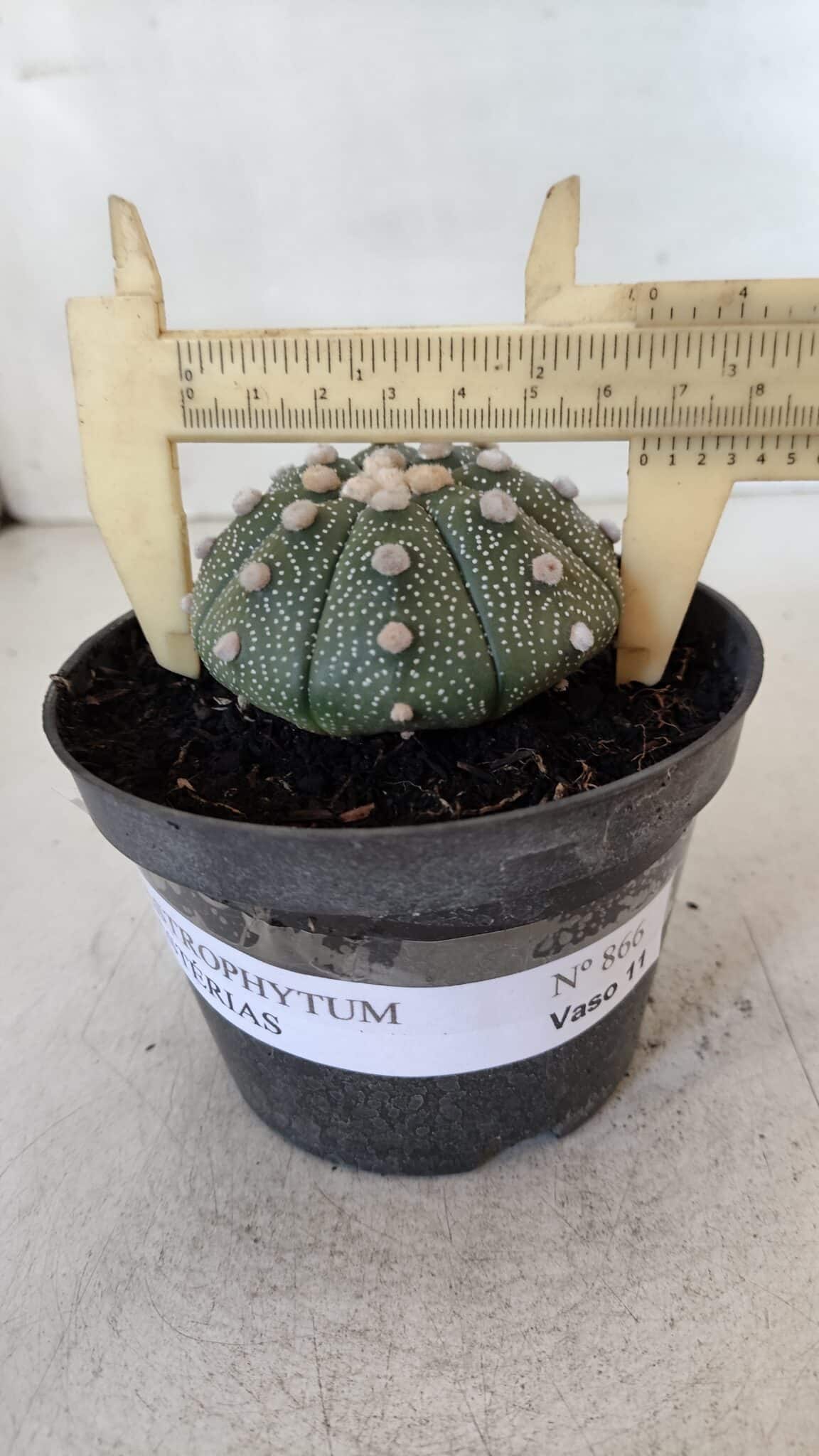 ASTROPHYTUM ASTERIAS Nº 866 – vaso 11