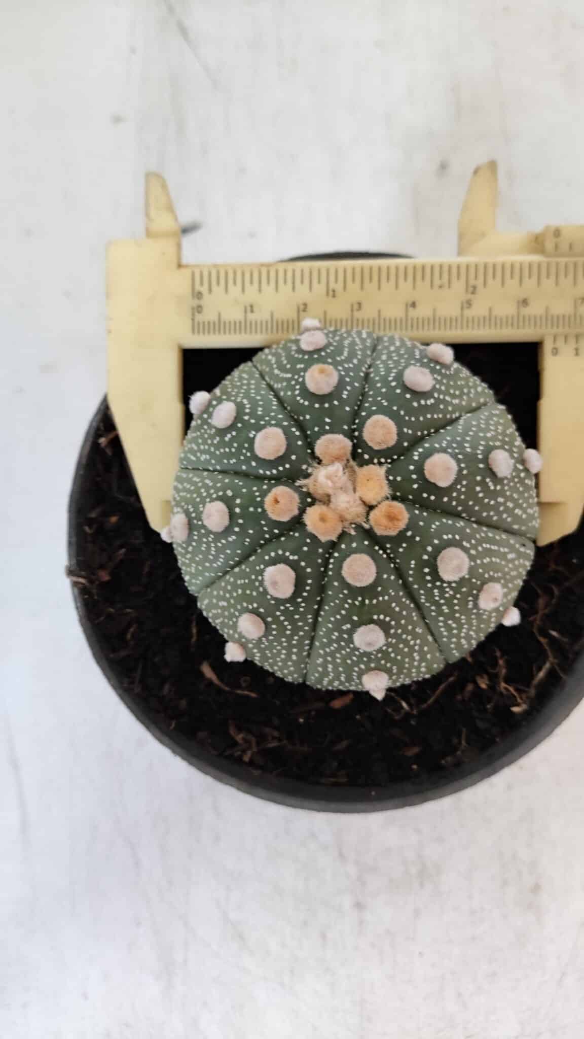 ASTROPHYTUM ASTERIAS Nº 866 – vaso 11