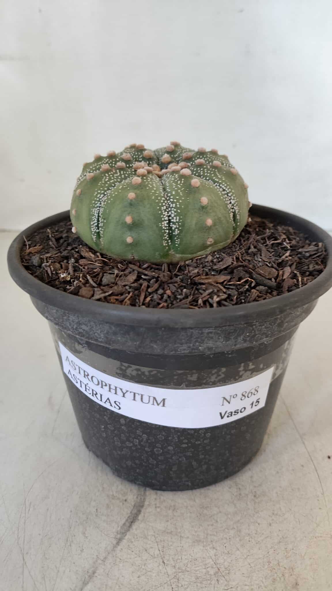 ASTROPHYTUM ASTERIAS Nº 868 – vaso 15