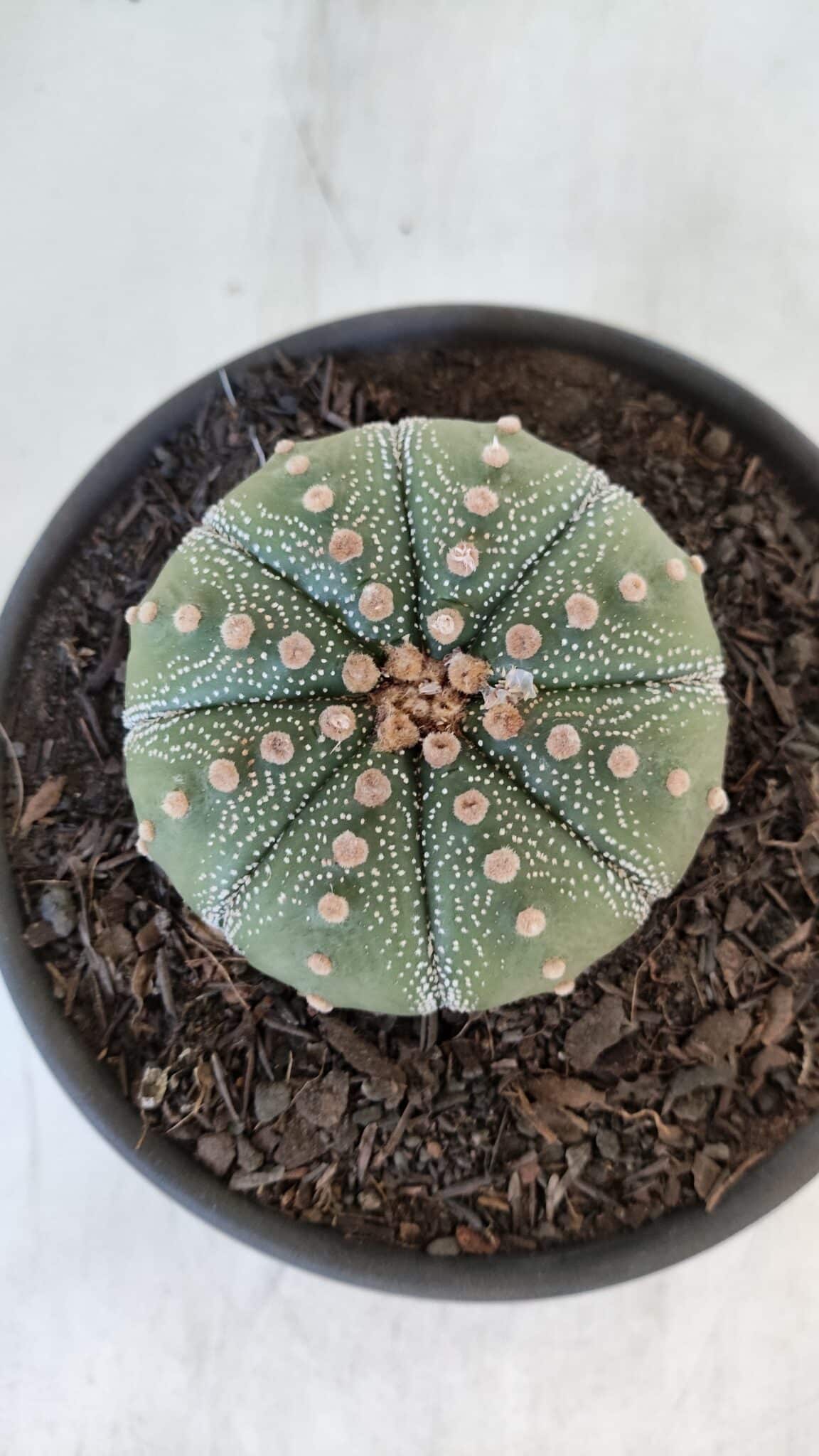 ASTROPHYTUM ASTERIAS Nº 868 – vaso 15